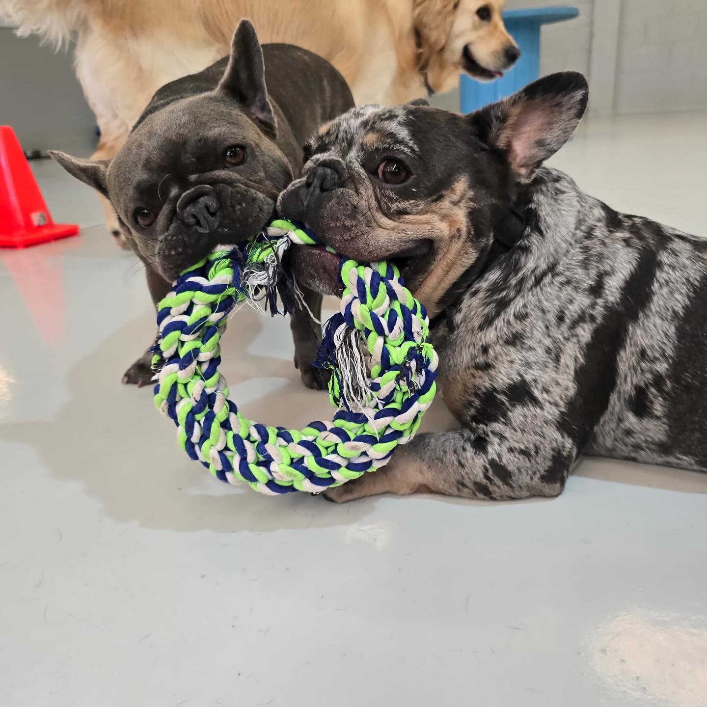 Thursday fun 🥳🐾🐶💛🤪🥰
.
.
.
.
.
.
#doggydaycarefun #dogfun #doglife #dogsofauckland #wooflandnz