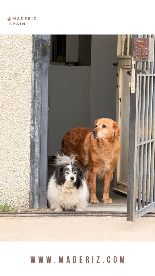 Os presentamos la semana laboral de nuestros becarios 🫢😅
.
#carpinteriamadrid #carpinteria #carpinteriaamedida