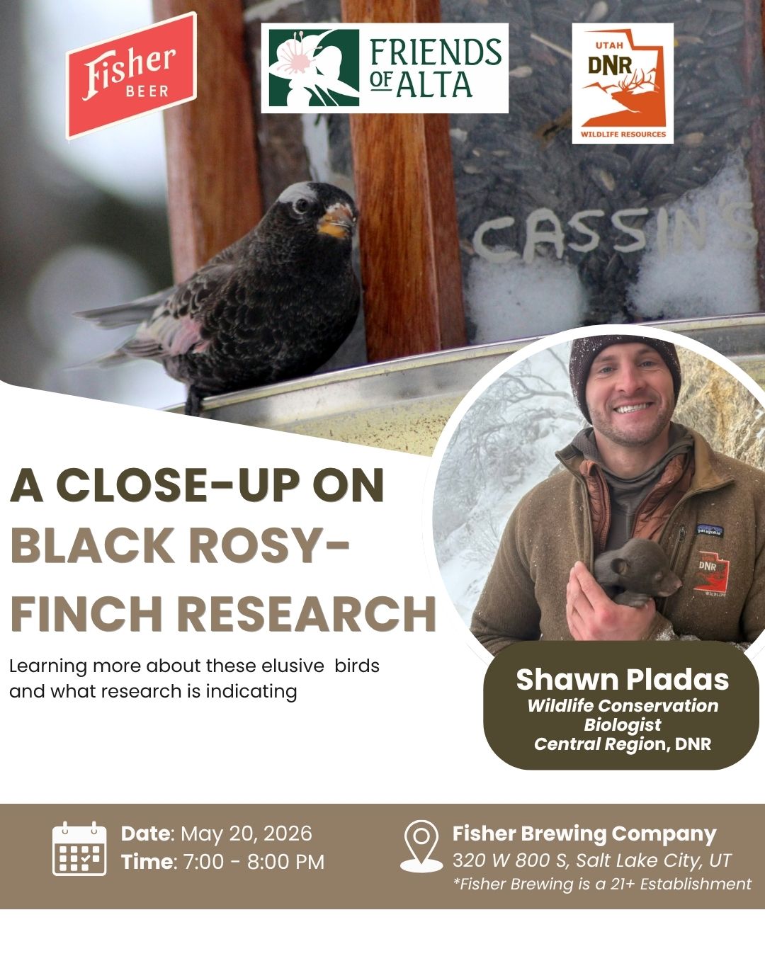 Join Us for the Second Speaker Series Talk of 2026!
Join Friends of Alta and wildlife conservation biologist Shawn Pladas for an insightful session on the Black Rosy-Finch's. Shawn will introduce the species’ background, highlighting important knowledge gaps and ongoing threats that impact its survival. Learn about innovative research approaches used to address these gaps, including RFID tracking and stable isotope analysis. Shawn will also share exciting details about new studies involving the Motus Wildlife Tracking System and bird tagging efforts, offering a glimpse into how technology helps scientists monitor movement and behavior. This event is a great chance to discover more about this elusive alpine bird, the challenges it faces, and cutting-edge conservation efforts underway to protect it.
Whether you’re a bird enthusiast or simply curious about local wildlife, this talk promises to be both informative and enjoyable in a relaxed setting. Come for the science, stay for the atmosphere!
Fisher Beer is a 21+ venue, so you’ll need to bring a valid driver’s license to attend.
Shawn Pladas Bio:
Shawn Pladas is a Wildlife Conservation Biologist with the Utah Division of Wildlife Resources (UDWR). His efforts focus on conserving, managing, and understanding Utah’s Species of Greatest Conservation Need (SGCN). He is specifically focused on the wide diversity of Utah’s avian and mammal SGCNs - from bats, kangaroo mice, kit foxes, and pika to rosy-finches, pinyon jays, sage grouse, and more. He implements a diverse group of projects within the UDWR's Wildlife Conservation Program and collaborates with numerous partners on their projects and research, including otter monitoring, shorebird surveys, and migratory bird monitoring. Shawn has extensive experience in sensitive species ecology and an M.S. in Ecology from Southeastern Louisiana University, where he completed research on the movement ecology and associated climate impacts to Mexican free-tailed bat
📆May 20, 2026
⏰ 7:00 PM to 8:00 PM
📌 Fisher Brewing Company - Salt Lake City, UT
💵FREE event but registration encouraged
Link in bio or https://events.humanitix.com/a-close-up-on-black-rosy-finch-research
