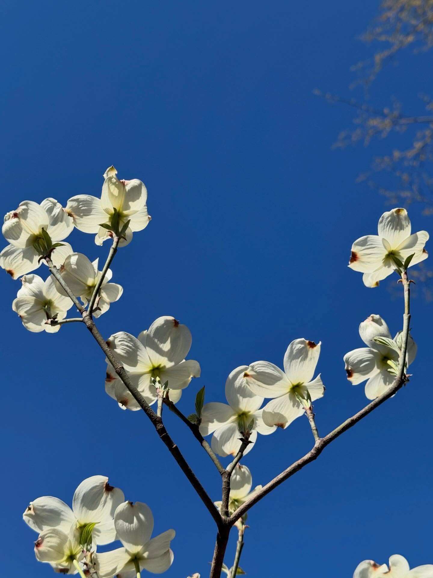 It’s that kind of day! Native dogwoods in bloom and blue skies! #gardeningforthechesapeake