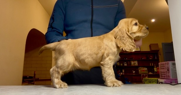 ✨ Capalique Tempest Lorelei ✨ is an 8 week old girl (not available)