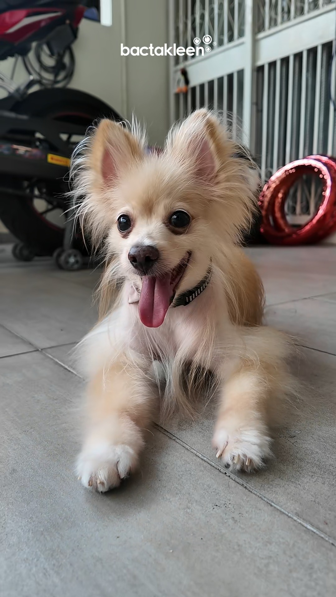 After a long day of play, HomeKleen and KitchenKleen is here to keep you clean!
The pet safe formula is non toxic and effective against stains and grime so you dont ever have to worry about mess or stress.
Get yours today at https://tr.ee/iahYOV
#homekleen #kitchenkleen #bactakleen #furryfriends #cats #dogs #catmom #dogparents