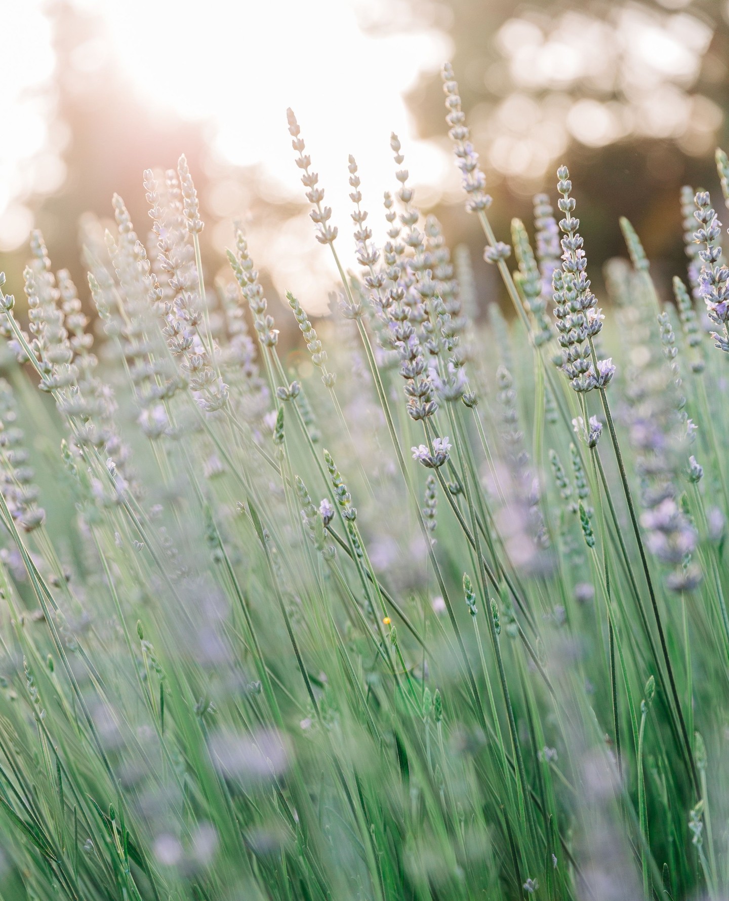There's a moment that happens at almost every session I photograph at a location like the lavender fields.
A kid who was not excited about photos, maybe arms crossed in the car the whole drive there, steps out and goes.
They start wandering through the rows. They pick up something off the ground. They forget I'm there.
And that's when I get the images that end up on your wall for years.
It's not magic. It's just that the right environment does half the work. Kids respond to space, texture, and color in ways that no amount of 'okay, everyone smile' ever will.
That's why I love bringing families to places like this. The location does something to people.
