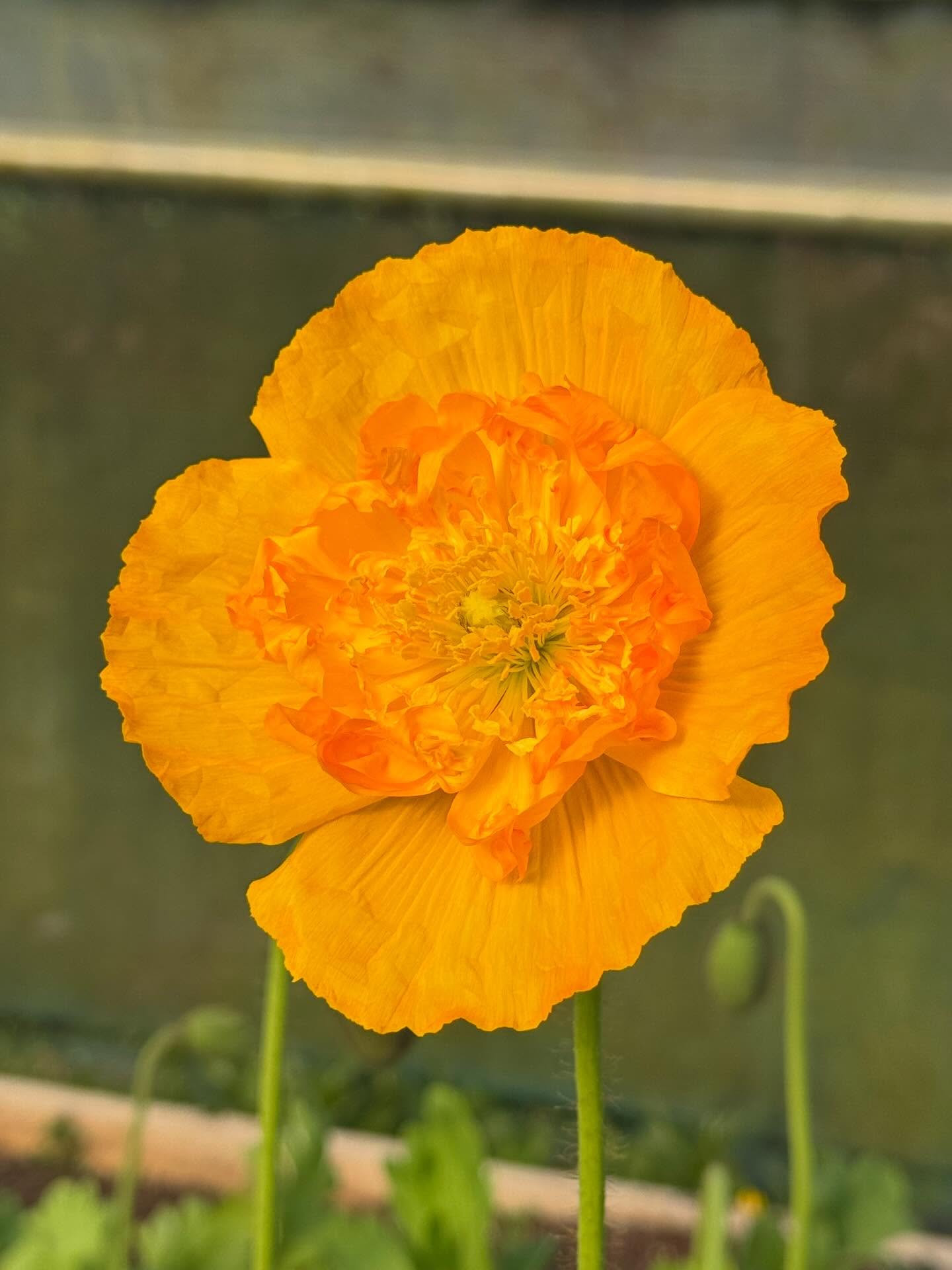 Early morning Poppy appreciation