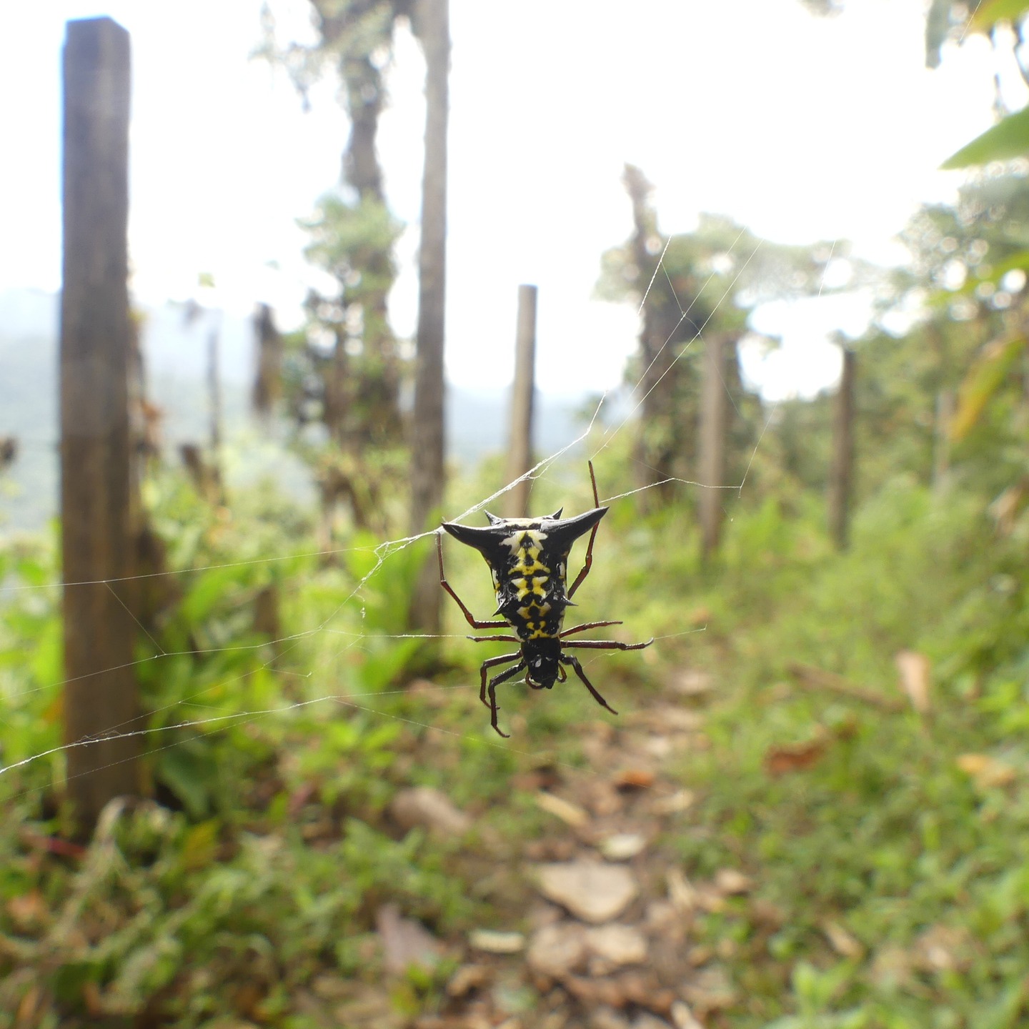 The beautiful Micrathena raimondi is one of the most common “thorn spiders” in Santa Lucía. Its webs are often found stretched right across the trails of the reserve, and if you’re not paying attention, you might walk straight into one. Fortunately, there’s no need to worry — this species is completely harmless to humans.