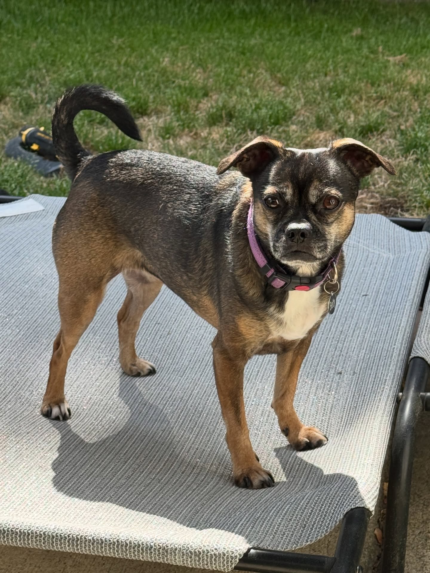 You’re in Betty’s yard now. 🐶
Act accordingly.
#chugsofinstagram #betty #tinyboss #dogenergy #4dingledogs