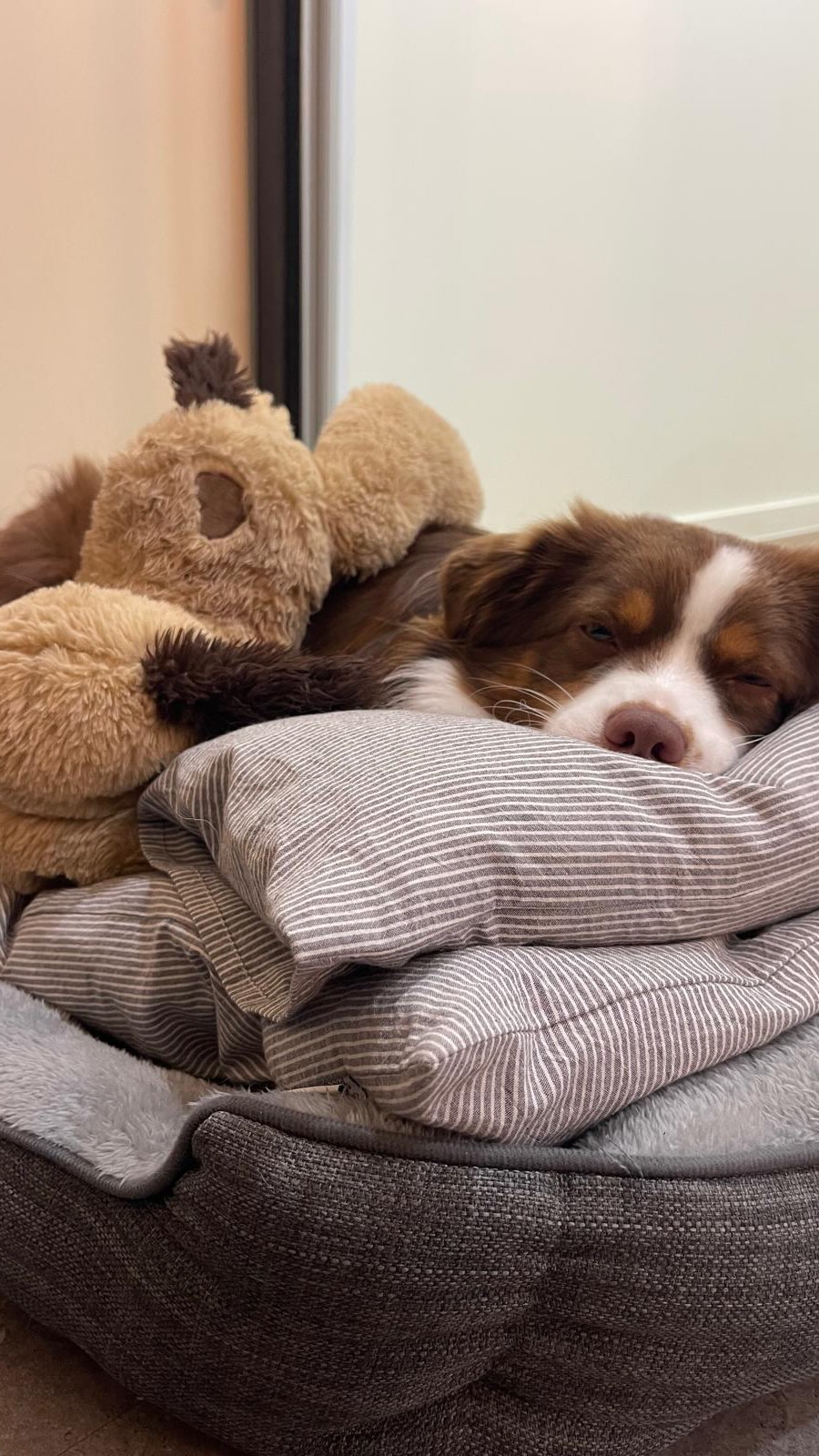 Sweet dreams Milo baby 🥹💛🐶🐾
.
.
.
.
.
.
#dogsitting #doghotel #dogboarding #luxury #doglife #dogsdeservebetter #dogsarefamily #dogsofauckland #wooflandnz @milotheminishep