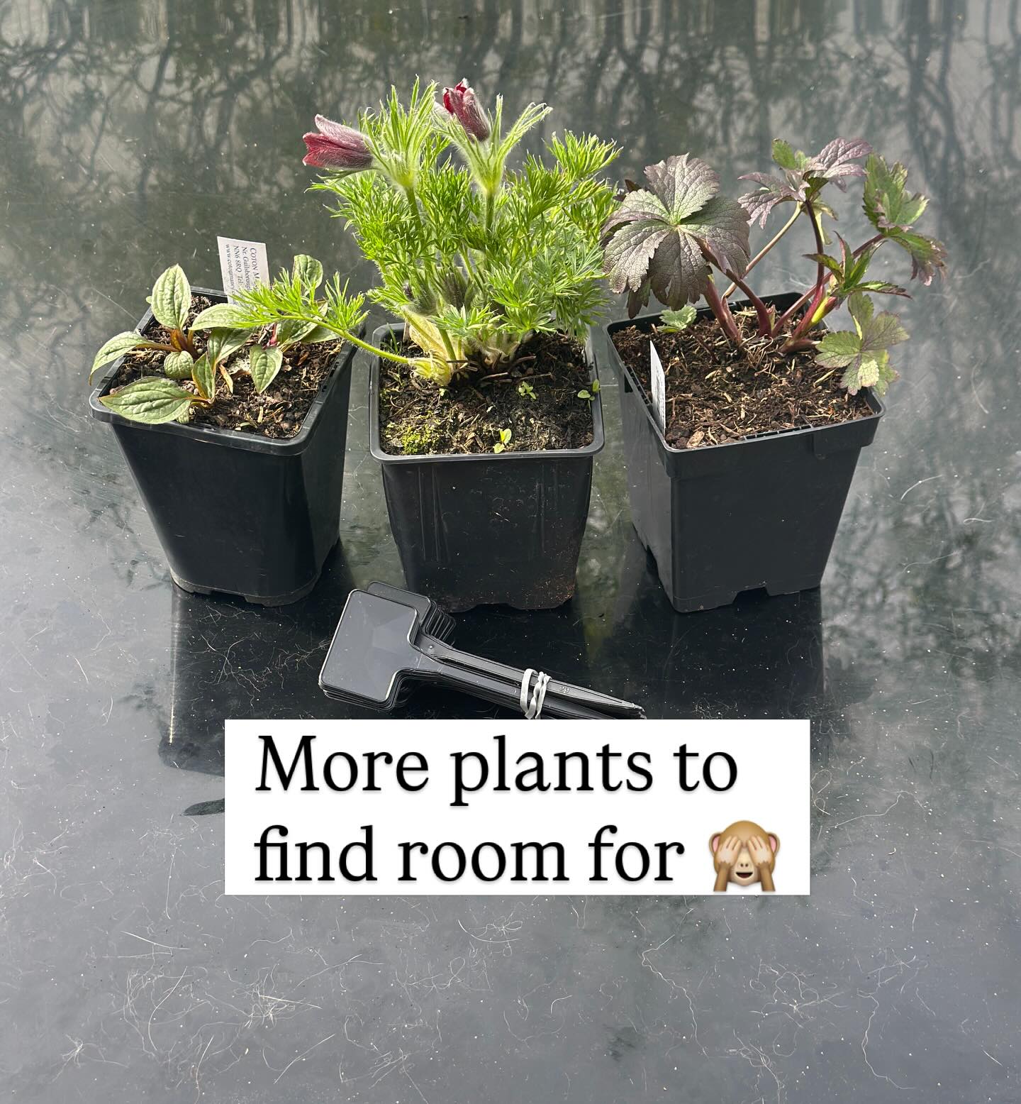 Garden adventures and plant buying at @cotonmanorgarden today 🥰 #northamptonshiregardens #garden #cotonmanor #easterholidays