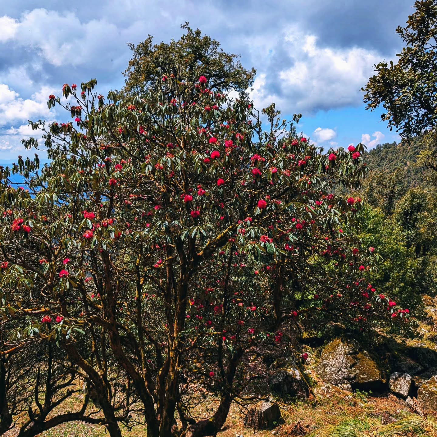 एक बुरूंश कहीं खिलता है
खबर पूरे जंगल में
आग की तरह फैल जाती है..
-हरीश चंद्र पाण्डेय
#himvanliti #buransh #hike #natureretreat #himalayas
