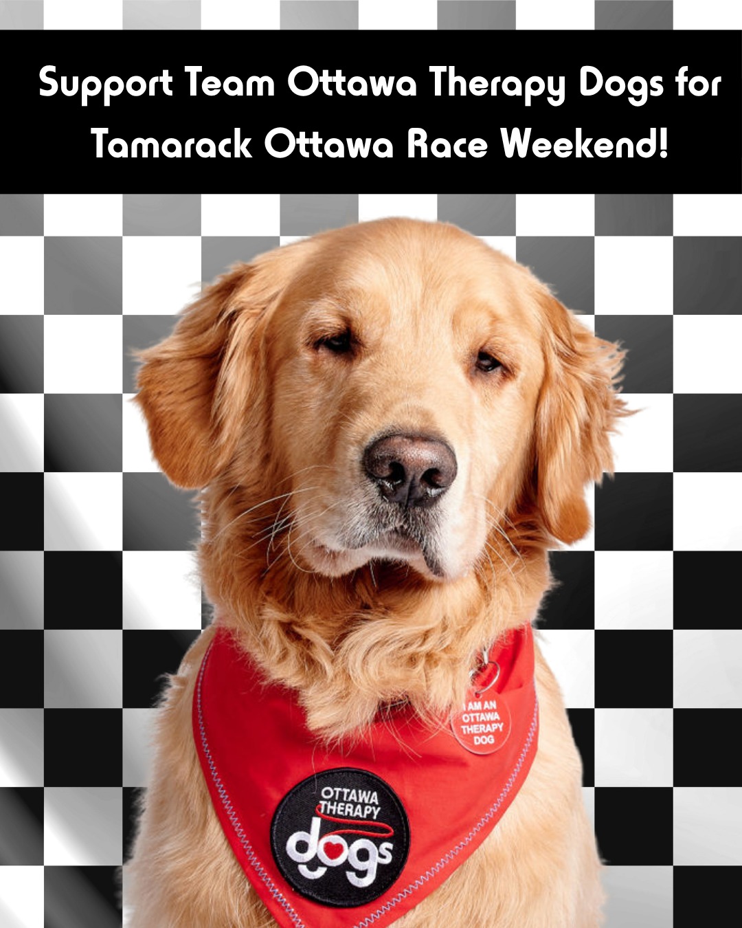 It’s almost time for @ottawaracewknd! Our community has rallied behind team Ottawa Therapy Dogs year after year, and we hope we can count on your support once again. You can help us raise meaningful funds towards our programs by making a donation at the link in our bio!
If you are participating, you can also show your support by donating the cost of your medal to OTD under the ‘Green Bib Option’ during registration, or by setting up your own fundraising page to share with your networks at runottawa.ca/join.
As always, you can also cheer us on by sharing our posts with your friends and family to help us spread the word. Thank you once again for your support!❤️