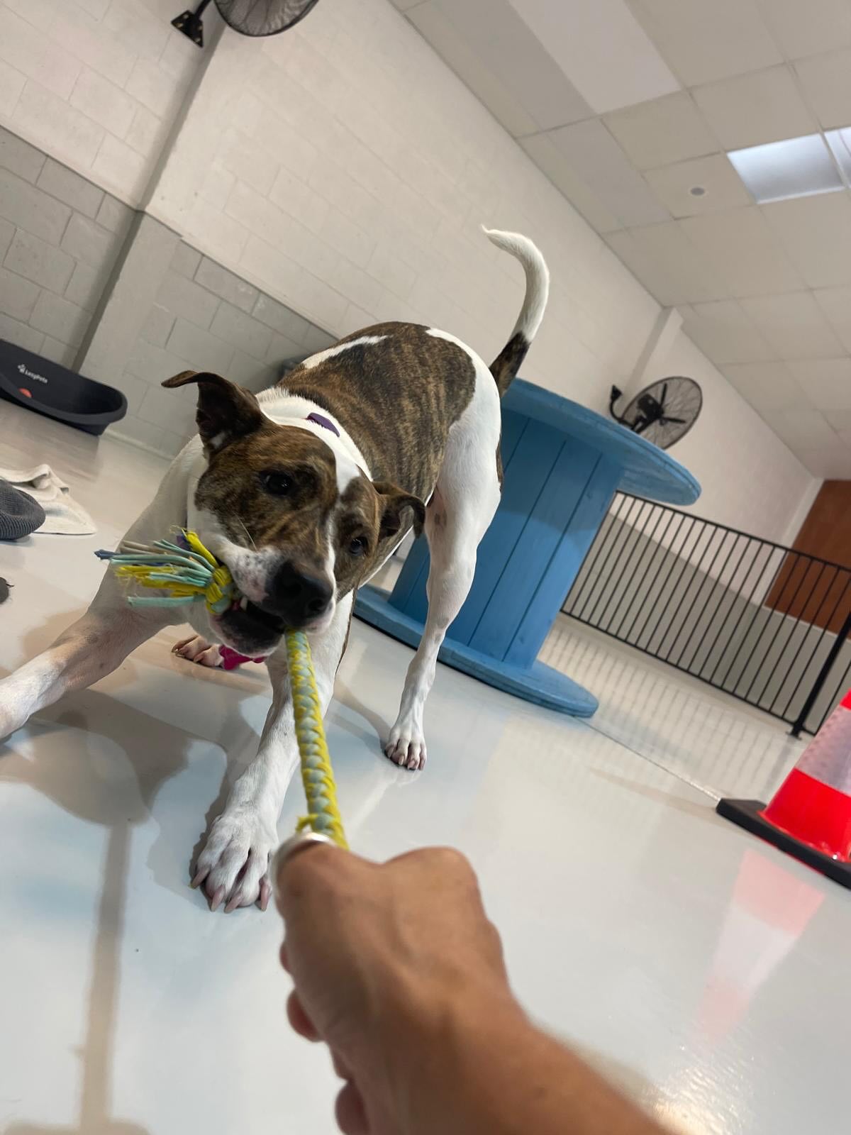 Friday pups part 1 🥰🥹💛🐾🐶
.
.
.
.
.
.
#dogs #dogsofauckland #dogsofnz #doggydaycarefun #doggydaycare #wooflandnz