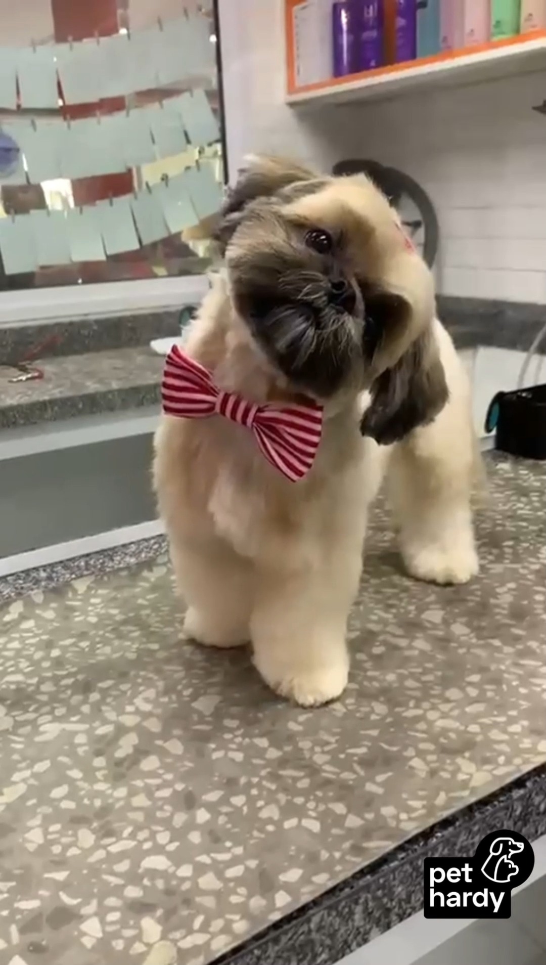 EXPECTATIVA: UM BANHO. REALIDADE: UM MODELO DE CAPA! 🎬 🤩
Não aguentamos tanta fofura em um vídeo só! Esse modelo arrasou na finalização e mostrou que estilo e conforto andam juntos por aqui na Pet Hardy. 🧡 🐾
Cuidar de cada detalhe, da ponta da orelha até a pontinha do rabo, é a nossa paixão. Venha conhecer nosso Spa e Pet Shop e transforme o dia do seu melhor amigo! 🏠 ✨
Marca aqui alguém que vai morrer de amores por esse vídeo! 👇 👇
Pet Hardy | Clínica Veterinária e Pet Shop 📍 Av. Miruna, 272 - Indianópolis - São Paulo/SP 📲 Contato: (11) 91346-6234
#PetHardy #BanhoETosa #ShihTzuLovers #EsteticaPet #TosaBebe #CuidadoAnimal #PetSpa #Moema #Indianopolis #BairroIndianopolis #GlowUpPet