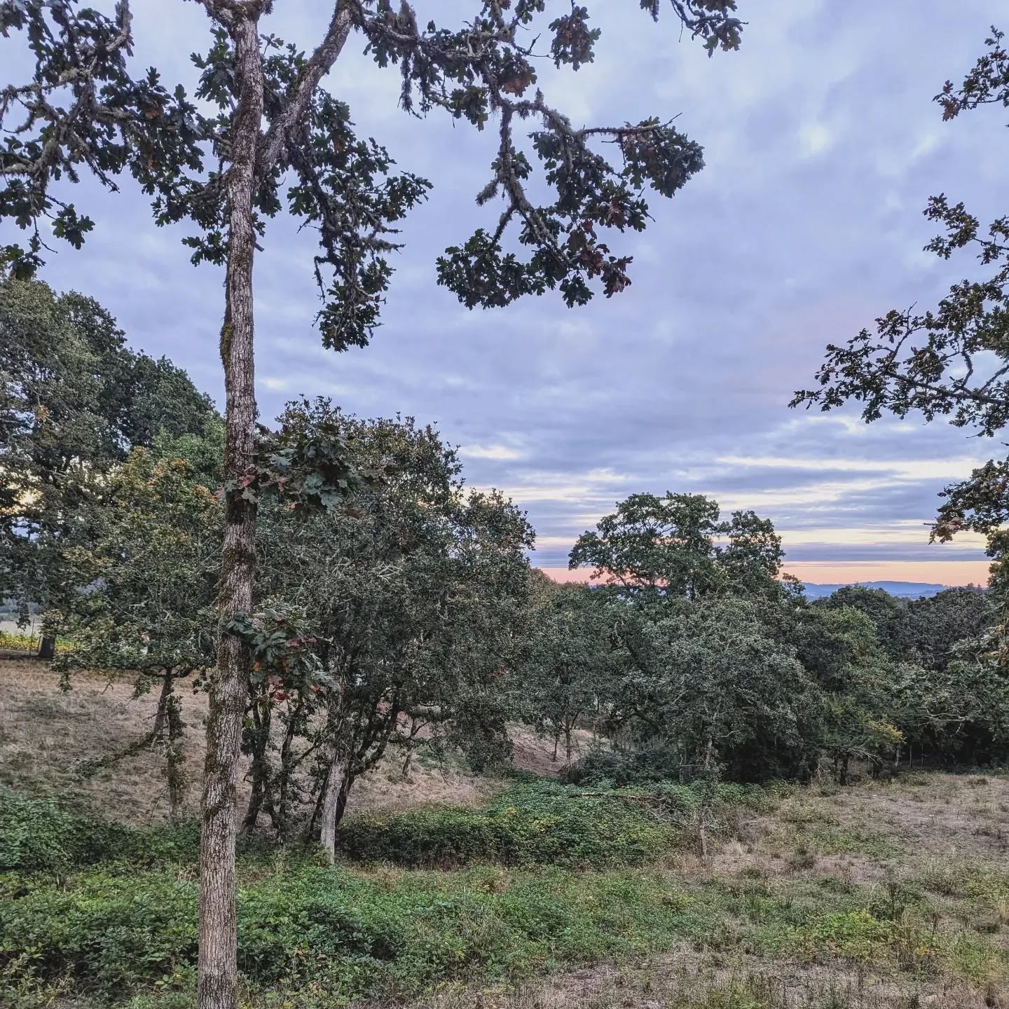 Enjoyed an evening walk through the property last night after a successful harvest. Cheers to the 2024 vintage 🥂