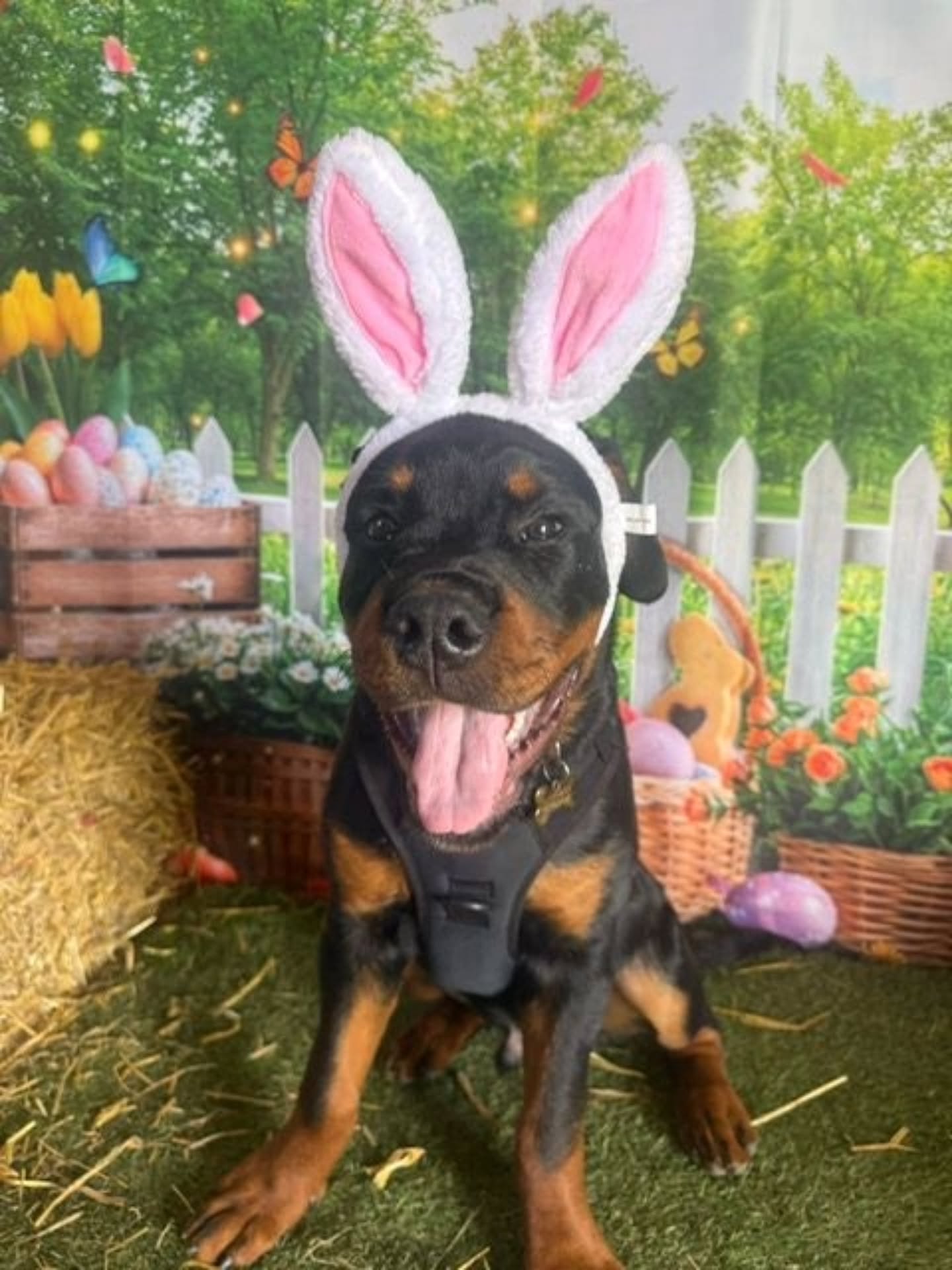 Just look at these pictures of Solomon looking very handsome in our Easter photo booth ๐คฉ๐ธ
We would love to see any pics of your pooches in the booth too. Please be sure to tag us ๐ท๏ธ
#WanderlustWalkies
#DogGram
#DevonDogs
#DogsDaily