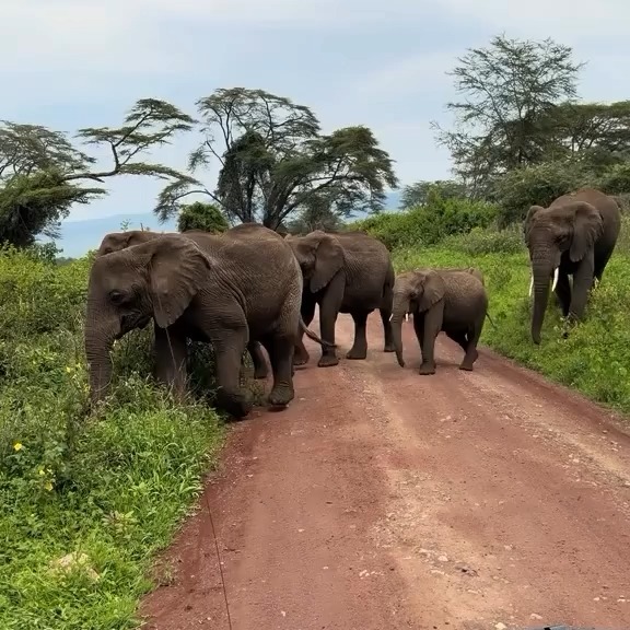 Thrilling Elephant Encounter in a 7 Days Safari Planet GOGO Adventure.
Here is the Package
Day 1: Arrival in Arusha – welcome to Tanzania and time to relax before your adventure begins.
Day 2: Journey to Serengeti – scenic drive through Ngorongoro with your first game drive on the endless plains.
Day 3: Full-day Serengeti safari – track lions, elephants, cheetahs & more in the wild.
Day 4: Sunrise & sunset game drives – witness the magic of the Serengeti at its best.
Day 5: Deep Serengeti exploration – photography, wildlife tracking & culture.
Day 6: Final game drive & return – soak in the last views of the wild.
Day 7: Departure – end of an incredible safari experience.
Experience Africa’s most iconic wildlife destination in just 7 days
📩 DM us to plan your Serengeti adventure
#serengeti #safariexperience #tanzaniasafari #wildlifeadventure #exploreafrica #bigfive #travelafrica #safarilifestyle #natureloversgallery #bucketlisttravel