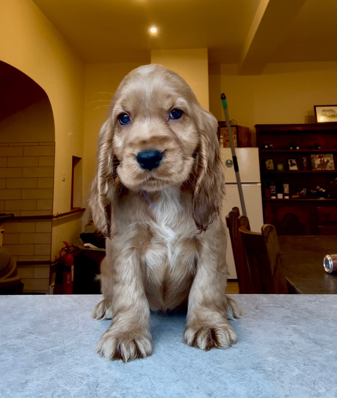 ✨ Capalique Tessa Rosaline ✨ is an 8 week old girl (not available)