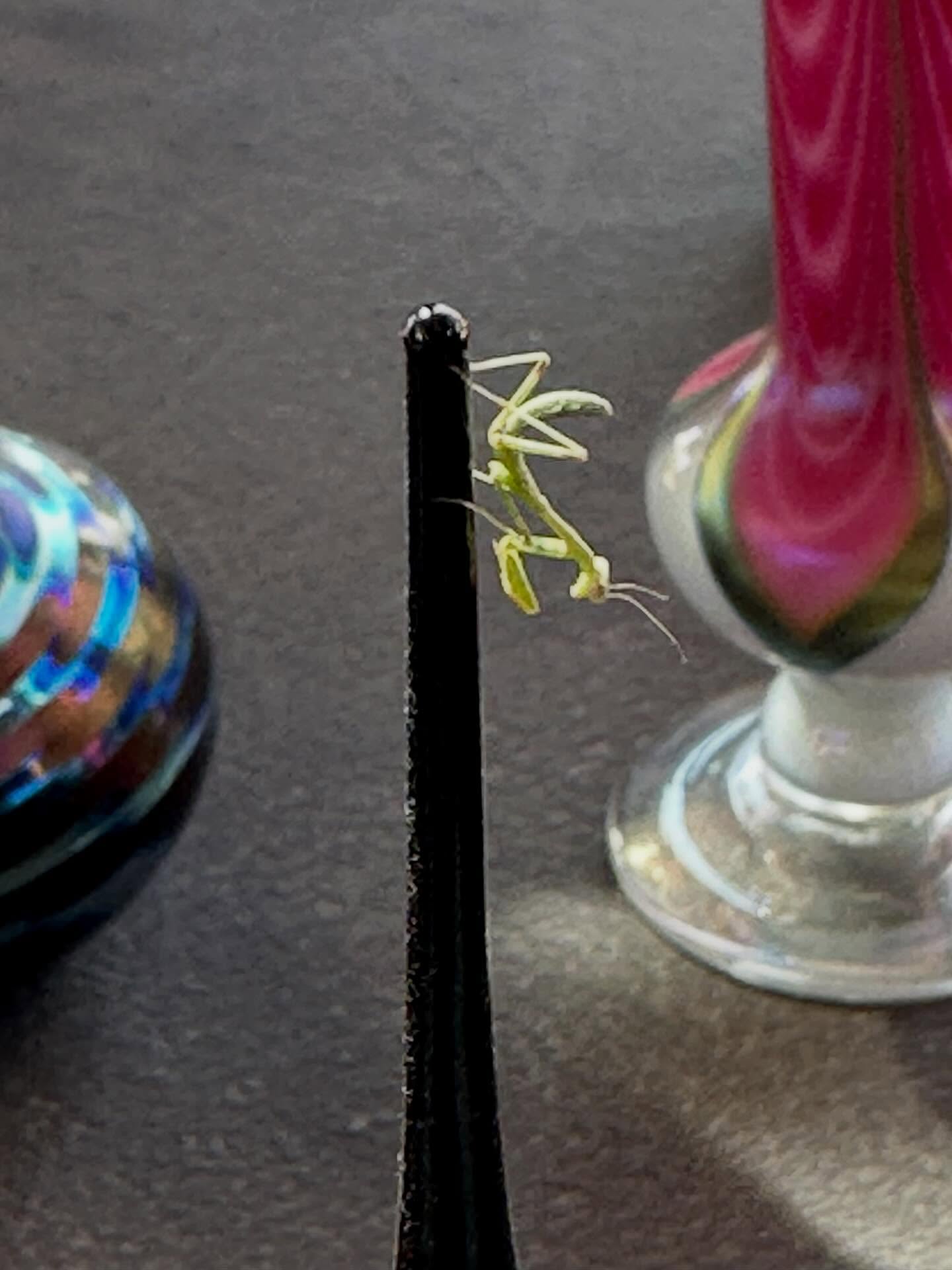 Baby mantis on my perfume bottle @renaissancepleasurefaire