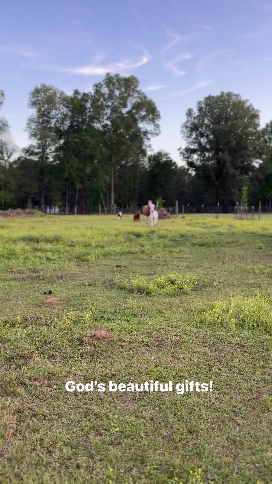 Love when these guys get excited! #horses #farm