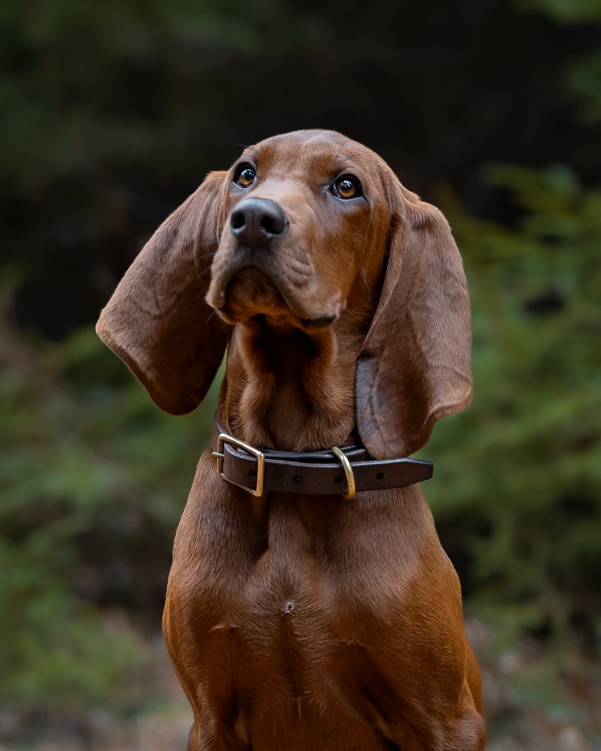One of my favourite repeat clients added a new little family member 🥹 Meet Stockli! I was SO excited when they reached out for puppy photos. And big sister Alice was right there to show him how it’s done! 📸
#petphotographer#puppy#novascotia#novascotiaphotographer