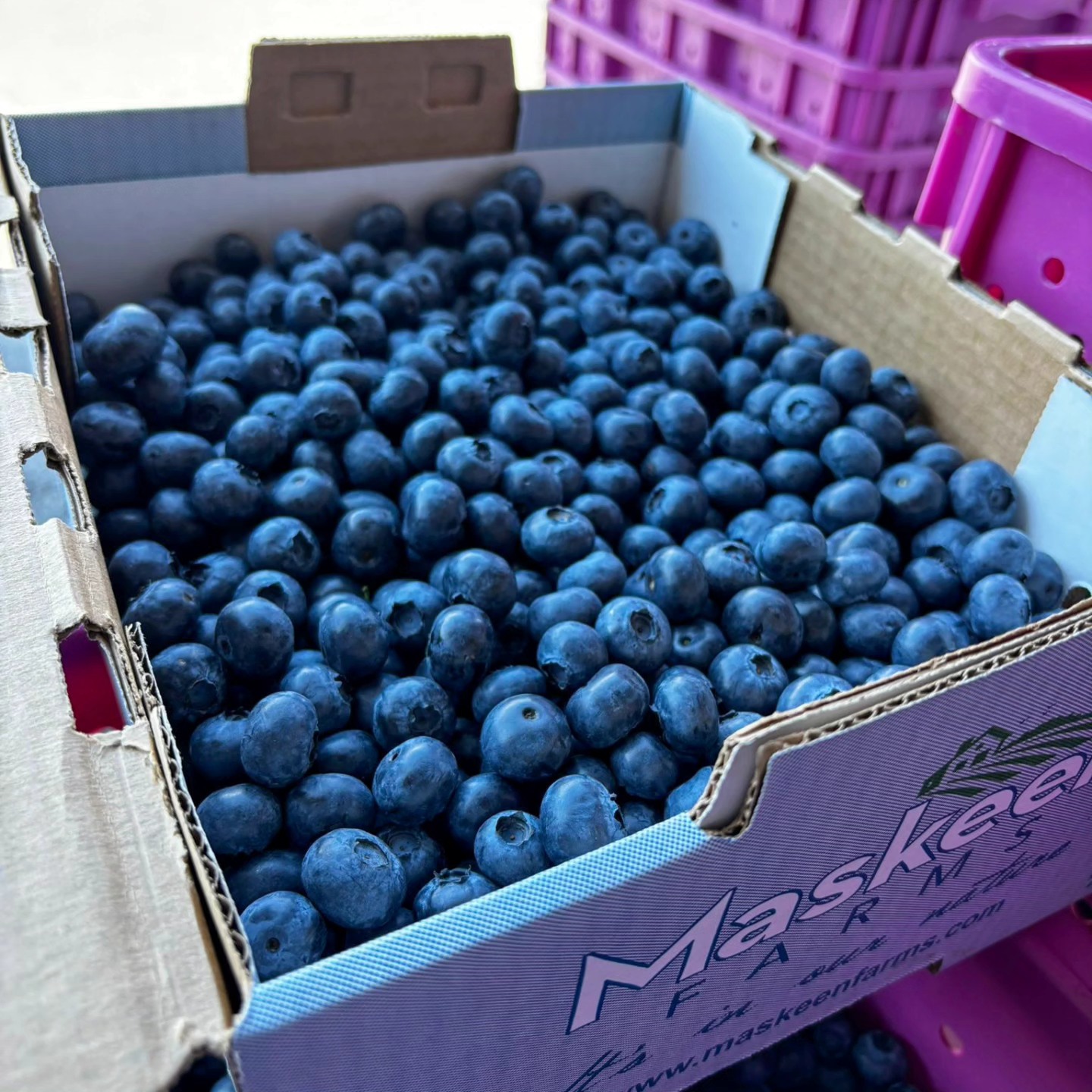 Craving the best blueberries? Head to Maskeen Farms now for freshly harvested boxes packed with flavor! ๐ Donโt miss out! We are open 7 days a week, 9AM to 6PM.
.
.
.
#MaskeenFarms #BlueberrySeason #FarmFreshBC #SouthSurreyEats #LocalHarvest #FreshBlueberries #SupportLocalFarms #SustainableFarming #BCFarmLife #HealthyEating #FarmToTable #BerryLovers #SummerVibes #FoodieHeaven #GrowYourOwn #OrganicLiving #FreshPicks #CommunityFarms #NatureLovers #TasteTheSeason #Vancouver #Surrey #Berries #Love #Outdoors #Farm