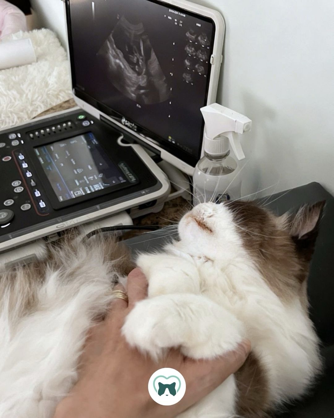 Hoje foi dia de ultrassonografias por aqui, com direito a ronron e pãozinho no ar. 😻
🩺 Recebemos a Dra. Michele, nossa médica veterinária ultrassonografista há mais de 20 anos, para realizar ultrassom nos nossos novos gatos e também alguns check-ups de rotina da turma.
O ultrassom abdominal é um exame não invasivo, seguro e extremamente importante na medicina felina, muitas vezes revelando alterações antes mesmo de qualquer sinal clínico.
⚠️ Principais razões para realizar o ultrassom em gatos:
✅ Detecção de doenças silenciosas: Permite identificar precocemente alterações hepáticas, gastrointestinais, pancreáticas e reprodutivas.
✅ Saúde renal e urinária: Gatos podem desenvolver doenças renais e do trato urinário, como cálculos, inflamações e doença renal crônica.
✅ Avaliação preventiva e geriátrica: Fundamental para gatos adultos e idosos (a partir de 5-7 anos), auxiliando na detecção precoce de tumores e doenças crônicas.
✅ Avaliação dinâmica em tempo real: Diferente do raio-X, o ultrassom permite observar o funcionamento dos órgãos, fluxo e motilidade, além de medir estruturas com alta precisão.
✅ Monitoramento e acompanhamento clínico: Essencial para acompanhar alterações ao longo do tempo, investigar processos inflamatórios/infecciosos e avaliar órgãos antes de procedimentos cirúrgicos.
⸻
🔎 Recomendações importantes:
🐾 Check-up anual é indicado, mesmo para gatos aparentemente saudáveis.
🐾 A frequência ideal deve sempre seguir a orientação do médico veterinário de confiança.
🐾 Manter um histórico organizado (exames, laudos, medicações e protocolos) faz toda a diferença na saúde a longo prazo.
Prevenção é sempre o melhor remédio! 🐾