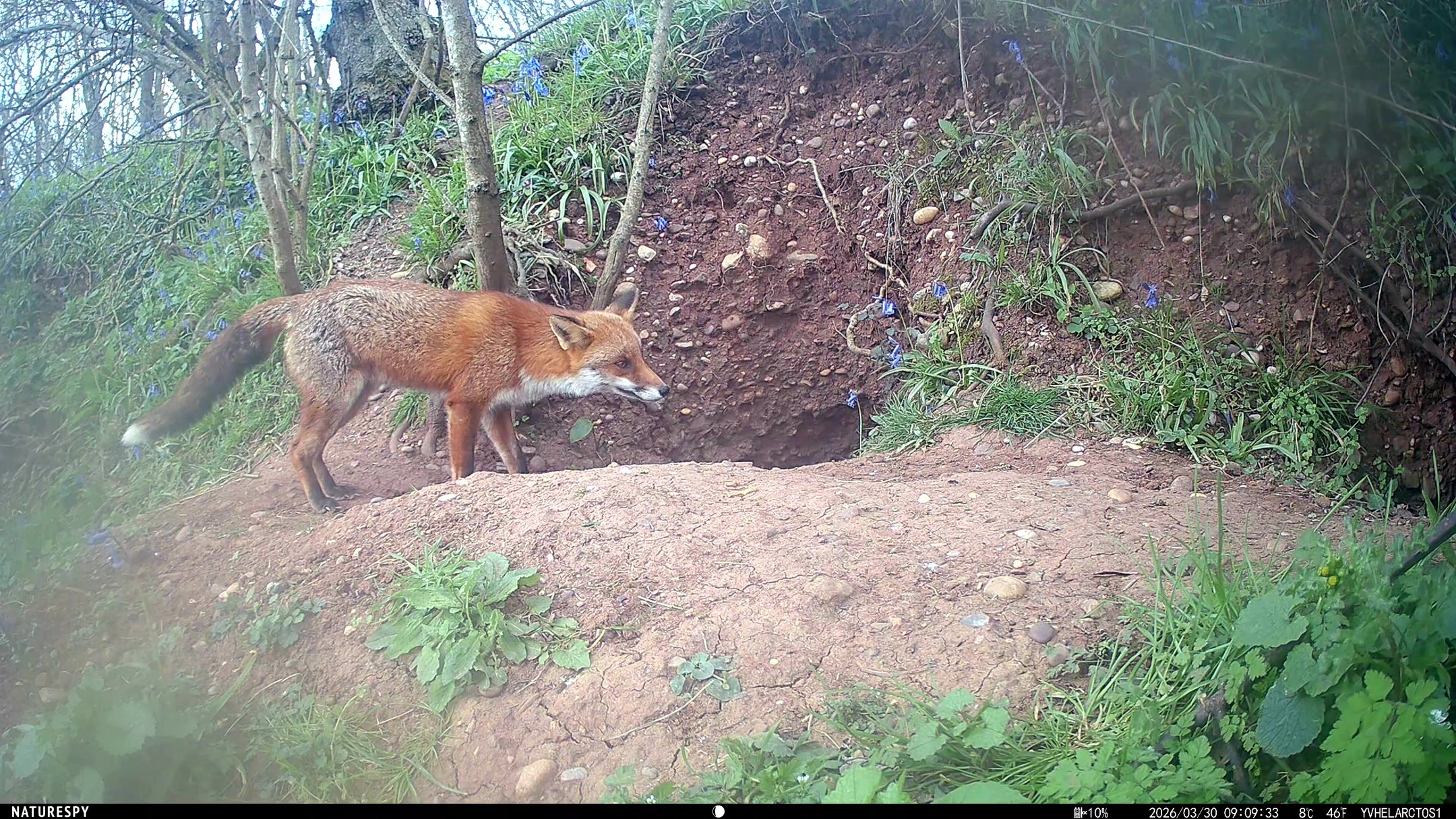 Lovely to see this beautiful fox make an appearance at the Worcestershire badger sett I have been monitoring with the Helarctos trail camera.
@naturespy