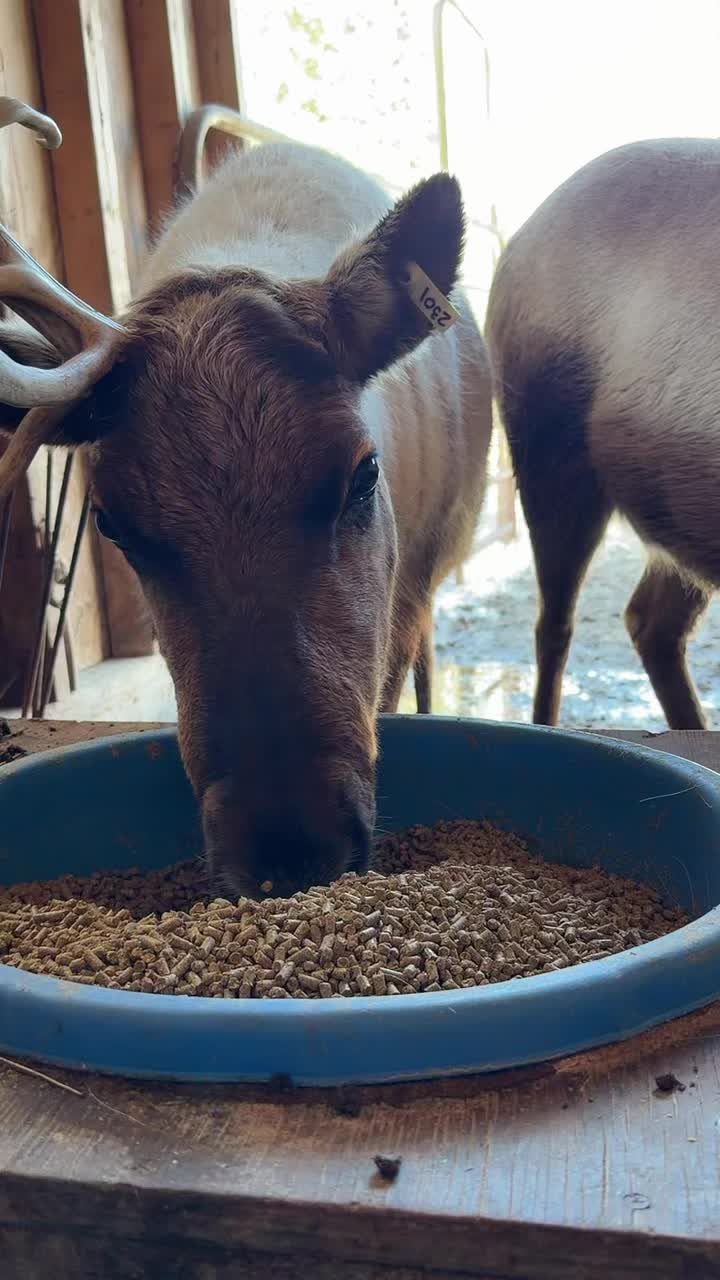 Lunch time is always a good time #Alaska #reindeer #lunch #bosslady
