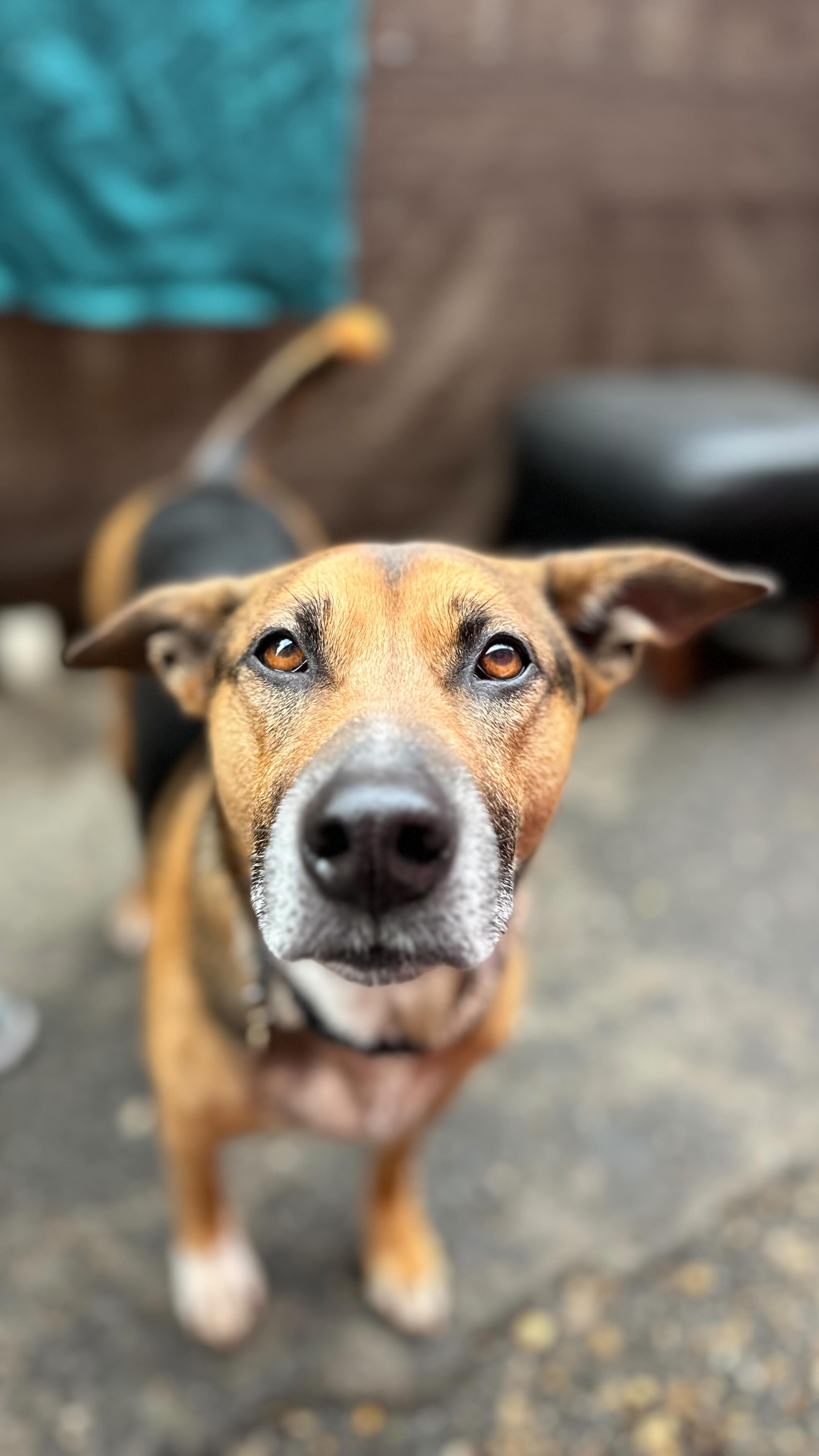 Introducing our Success Stories series ✨ a behind the scenes insight to some of our dogs journeys into daycare life and how they’ve grown 💚
First up is of course our beautiful Zaya - a rescue from Malaysia. Your journey is one of a kind. We love you Zaya!
#rescuedogsofinstagram🐾
#londondogs
#dogjourney
#dogconfidencebuilding
#rescuedoglove