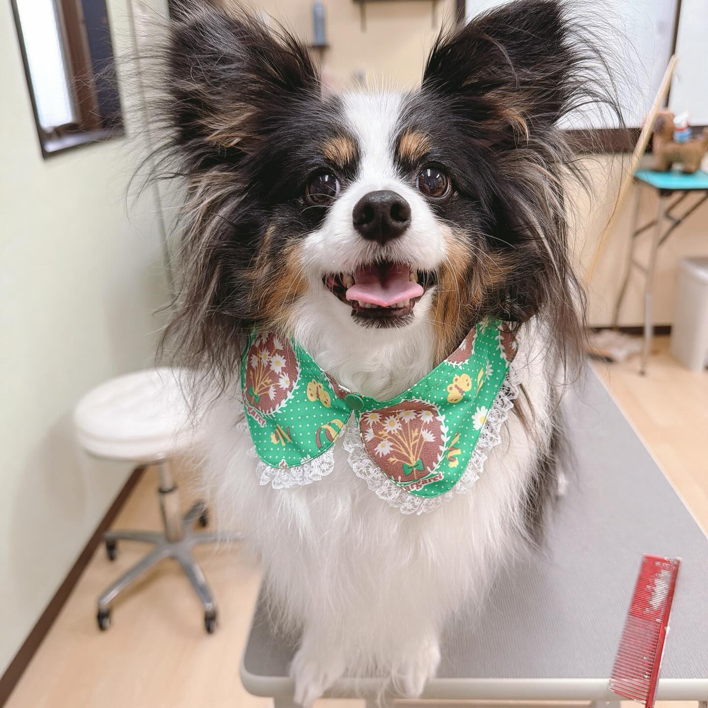 ⋆。˚✩2026/04/11②
パピヨンのアルカンジュくんご来店٩(๑❛ᴗ❛๑)۶
今日も車をお見送りするときは寂しそうだったけど
すぐに切り替えて元気に挨拶してくれたアルカンジュくん😚
しっぽをぶんぶん振りながら「なでてなでて!!😆」と
勢いよく甘えてくれました(*´▽`*)
シャンプーを始めるとすっかり落ち着いて
だら〜んと脱力して身をゆだねてくれます( ܸ-⩊- ܸ)
今回もトリートメントをしてつるつるさらさらな
仕上がりになりました( * ॑꒳ ॑*)✨
終わったあともニコニコご機嫌な様子で
静かに窓の外を眺めていたアルカンジュくんでした(*´˘`*)
本日もありがとうございました𐔌՞⁔•͈ ·̫ •͈⁔՞𐦯
#dogsalon_sternherz
#トリミングサロン #在家町
#パピヨン