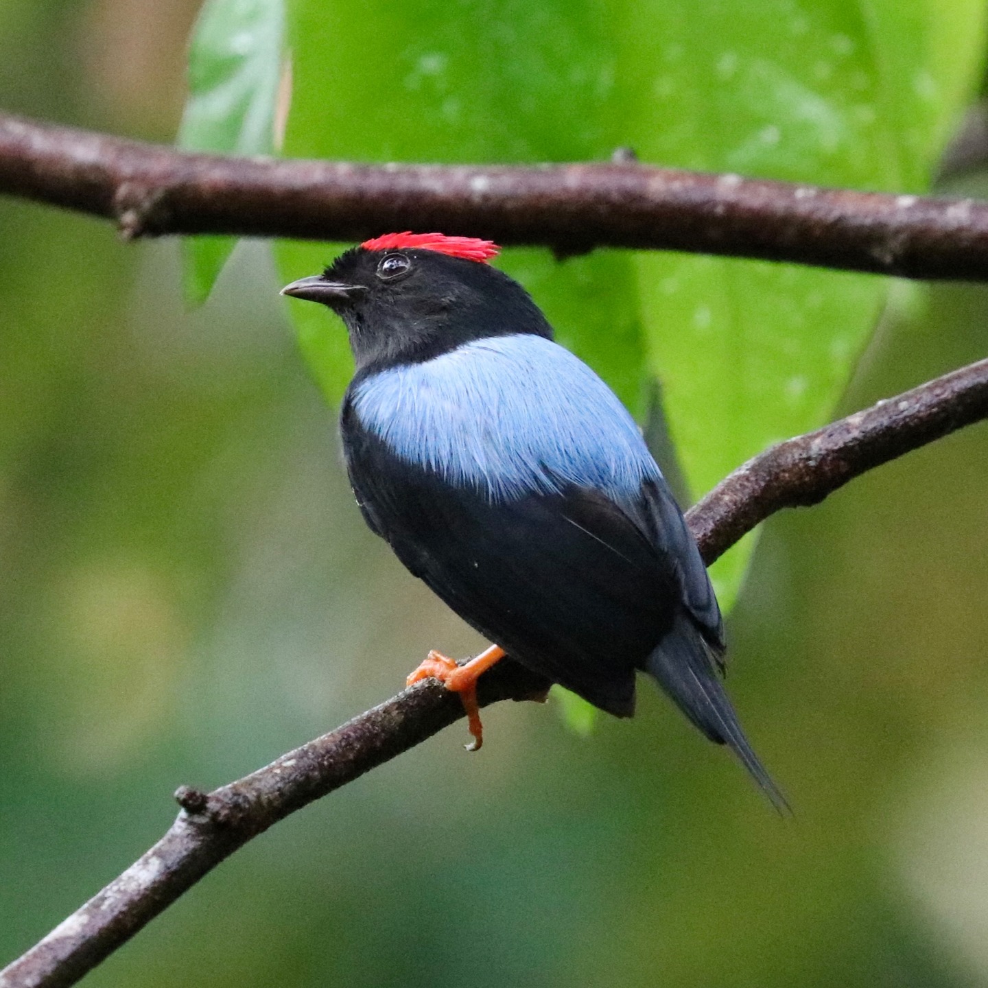 The lance-tailed manakin, which is on many birders life lists, lays claim to an area just outside of our hotel. Swipe left to watch and hear their spectacular courtship dance.
This fun to watch performance is choreographed between two males to attract a nearby female mate for the alpha male.
Consisting of several coordinated moves and sounds, it's easy to spot in the forest once you know the sound to listen for. This is the prime-time mating season for the manakins so the dance is easy to spot throughout the day.
#Morrillo #AdventureTraveler #AdventurePanama #PanamaCulture #PanamaLife #EcoTraveller #ConservationTravel #ConservationTraveller #Regenerate
#TravelBetter #LanceTailedManakin
#SustainableTravels #EcoTourGuide #SurfingLife
#AdventureTravelers #AdventureTraveller #AdventureTraveling
#AdventureTravelFamily #AdventureTravelFamily #FamilyTravelAdventures #FamilyTravelAdventure #AdventurePanama
#Morrillo #AdventureTraveler #AdventurePanama #PanamaCulture #PanamaLife #EcoTraveller #ConservationTravel #ConservationTraveller #Regenerate
#RegenerativeTourism #TravelBetter
#SustainableTravels #EcoTourGuide #SurfingLife
#AdventureTravelers #AdventureTraveller #AdventureTraveling
#AdventureTravelFamily #AdventureTravelFamily #FamilyTravelAdventures #FamilyTravelAdventure #AdventurePanama