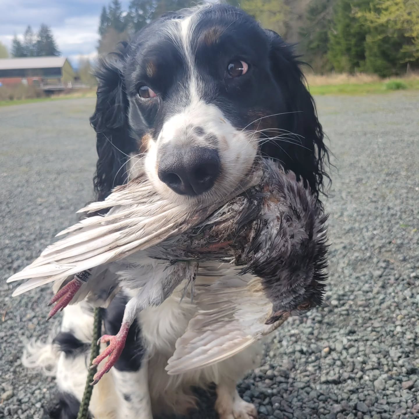 Radar was so happy to be training yesterday!
#dog #birddog #spaniel
