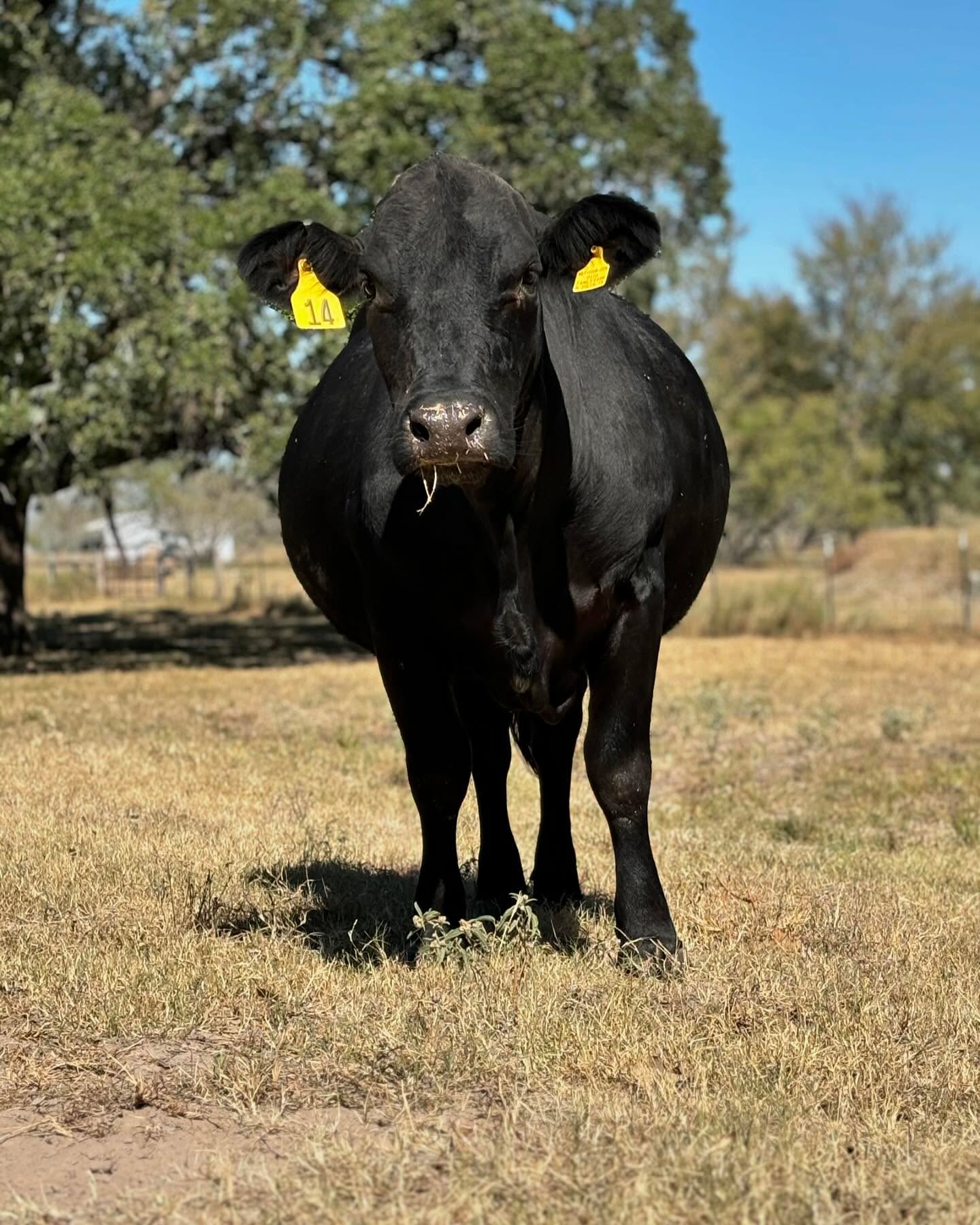 Getting close to another calf!