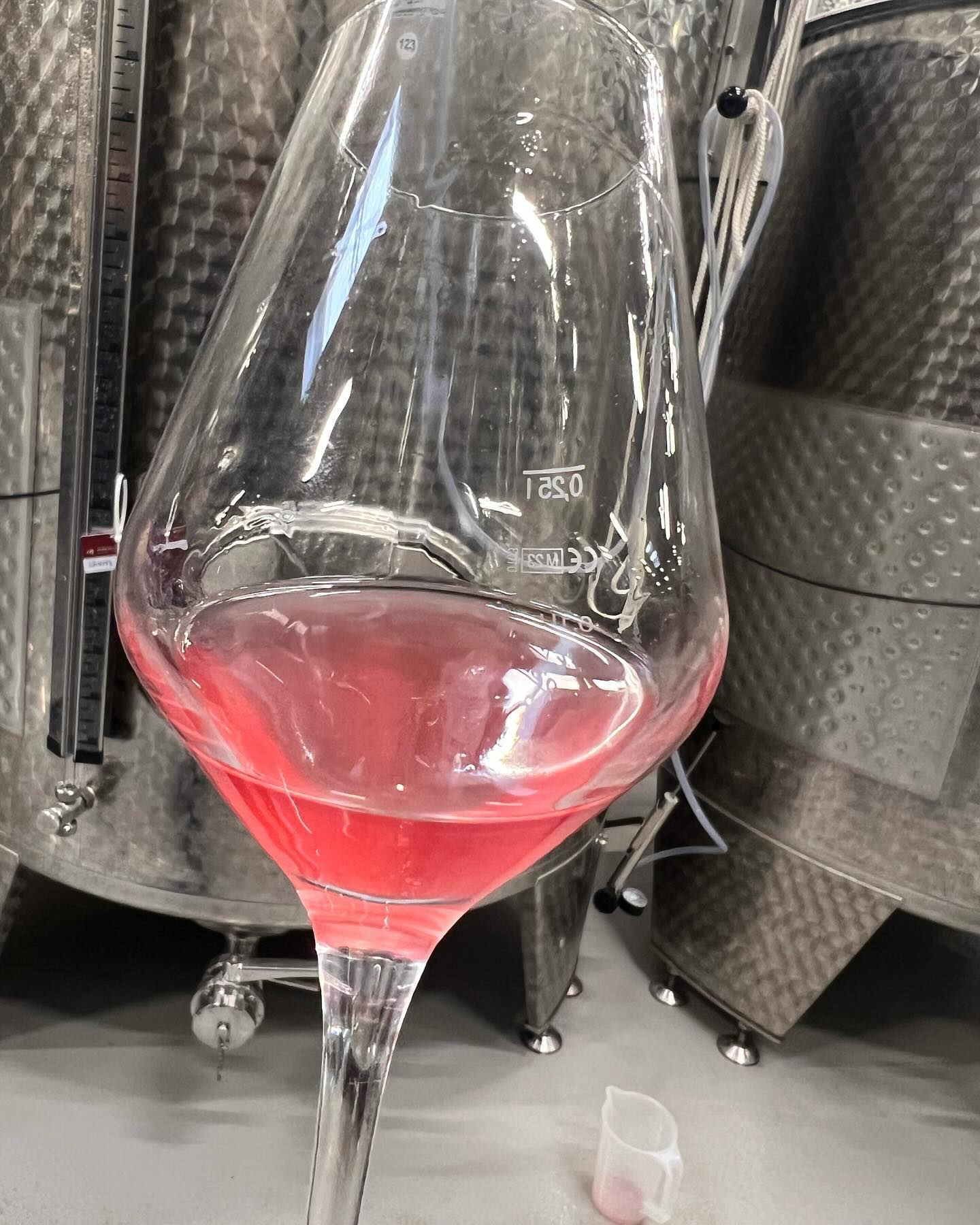 🍇🍷 Weinmoment! Heute haben wir den Rotling 2023 direkt aus dem Fass verkostet. Ein aufregendes Ereignis, um einen Vorgeschmack auf die kommende Weinsaison zu bekommen. Aromen in Entwicklung, Charakter entfaltet sich – der Jahrgang verspricht viel! #Weinverkostung #Rotling2023 #Weinleben #Winzerleben