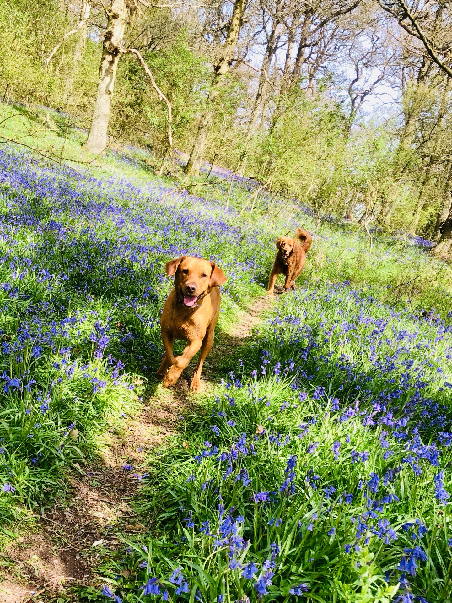❤️
If your dog would like to have a walk with us then contact us at www.ardendogwalking.co.uk and check out our half-day experience.
#ullenhall #tanworthinarden #hockleyheath #henleyinarden #dog