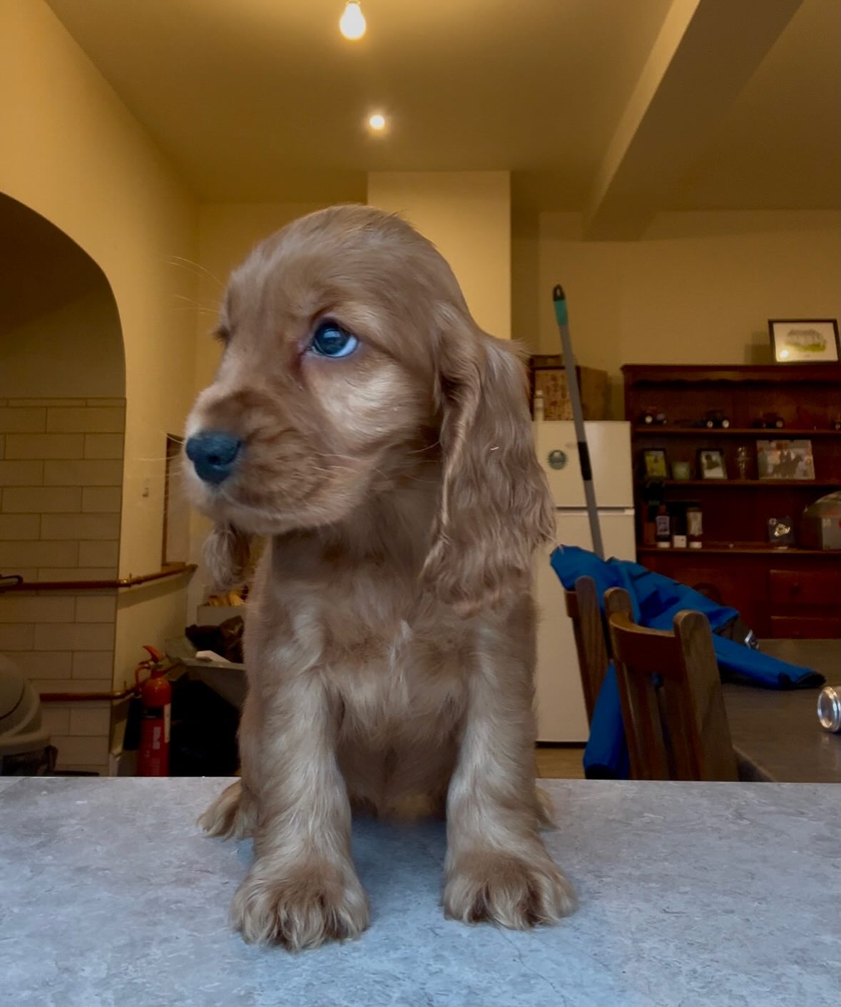 ✨ Capalique Trixana Lavina ✨ is an 8 week old girl (not available)