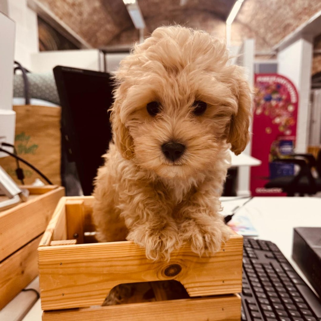 Meet the newest member of the team… Wilson 🐾
This National Pet Day, we’re celebrating our office pup, a gorgeous Maltipoo who’s already brought so much joy, mischief, and fun to the workplace 💛
From surprise visits to keeping spirits high, Wilson has settled in perfectly (and definitely runs the office now 🐶)
Happy National Pet Day!
#NationalPetDay #OfficeDog #TeamLife #Maltipoo #PetsAtWork