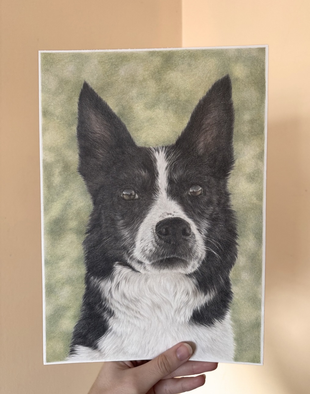 A memorial portrait for Seb the Border Collie 🖤☁️
It was such an honour to be able to bring an old photo back to life for his owners .
Very limited commission space remaining for May-July, please head to my website in my bio for more info 💕