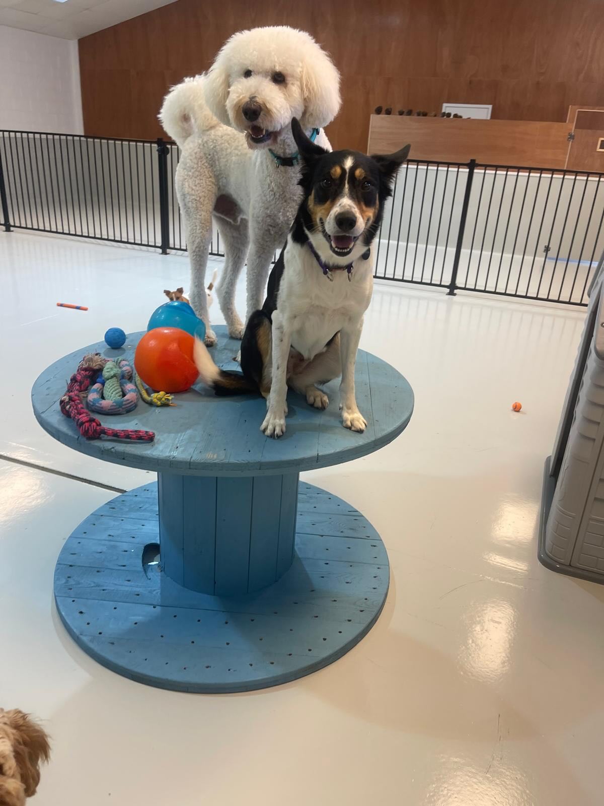 Tuesday fun part 2 🥰🥹💛🐶🐾
.
.
.
.
.
.
#doggydaycarelife #aucklanddogs #funtimes #wooflandnz #nzdogs