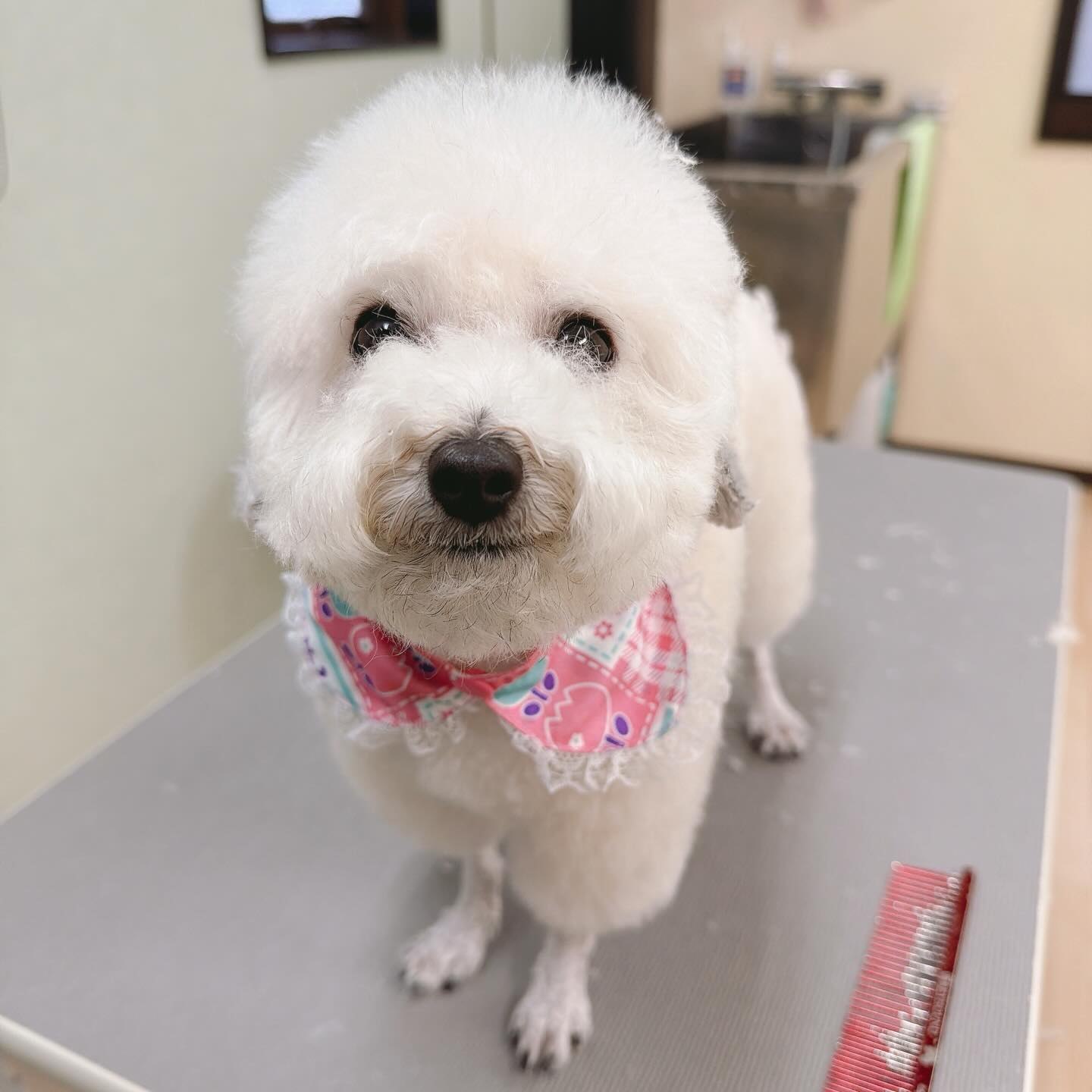 ⋆。˚✩2026/04/12②
MIX犬のレティちゃんご来店(∩ˊ꒳ˋ∩)
今日もしっぽをぶんぶん元気いっぱい
お店に入ってきてくれたレティちゃん٩(๑❛ᴗ❛๑)۶
他のわんことも上手にコミュニケーションを取って
誰とでも仲良く過ごしてくれます(⋆ᴗ͈ˬᴗ͈)
シャンプーブロー中も目を細めてうっとりしていて
カットの後半は少し眠そうにしながら
良い子に頑張ってくれていました(*´˘`*)♡
トリミングのあともずっと楽しそうで
座ったりしゃがんでいるとすぐに膝に飛び乗って
全力で甘えてくれたレティちゃんでした(⸝⸝⸝ᵒ̴̶̷ᴗᵒ̴̶̷⸝⸝⸝)
本日もありがとうございました(⑅•ᴗ•⑅)
#dogsalon_sternherz
#トリミングサロン #在家町
#mix犬 #ペキプー