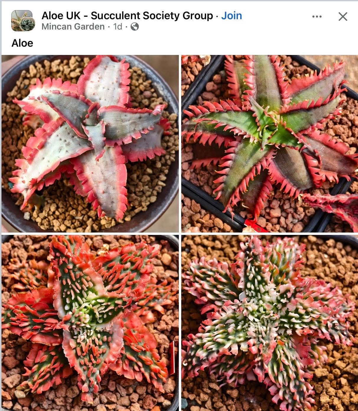 Unfortunately this UK Aloe group posting on FB did not include the actual Aloe names or the hybridizers. Those that are well known in this field are of course Kelly Griffin and Karen Zimmerman. The former has been to my Dry Garden Nursery, the latter has not, but I’d sure like to meet her. Aren’t these wild- incredible! After being in this business for almost 40 years I am still impressed- Wow!