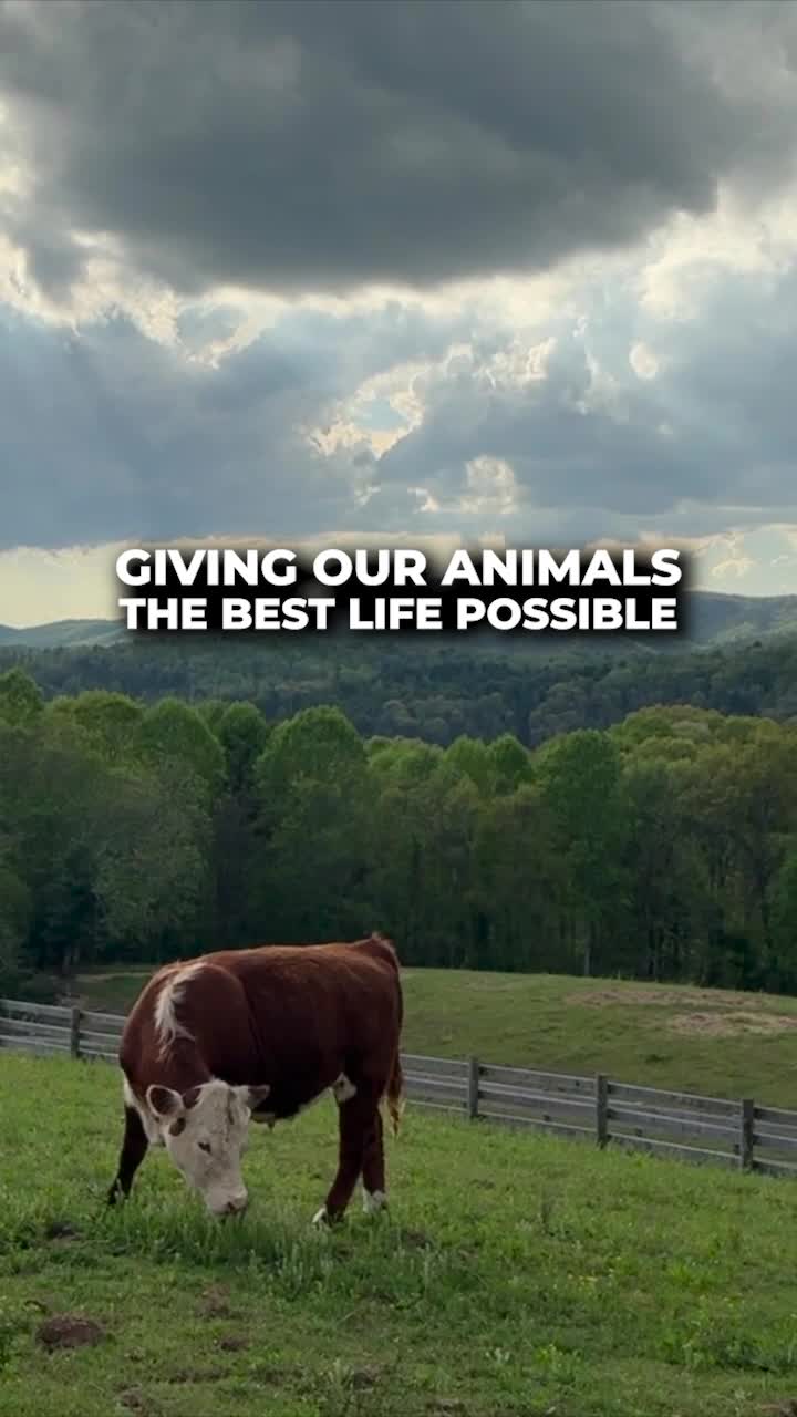 Animals thrive in a ranch environment, where they enjoy natural habitats, proper care, and social interactions. Understanding their needs leads to happier, healthier lives.
ใ
ค
#animals #happylife #farm #farming #farmer #animalwelfare #education