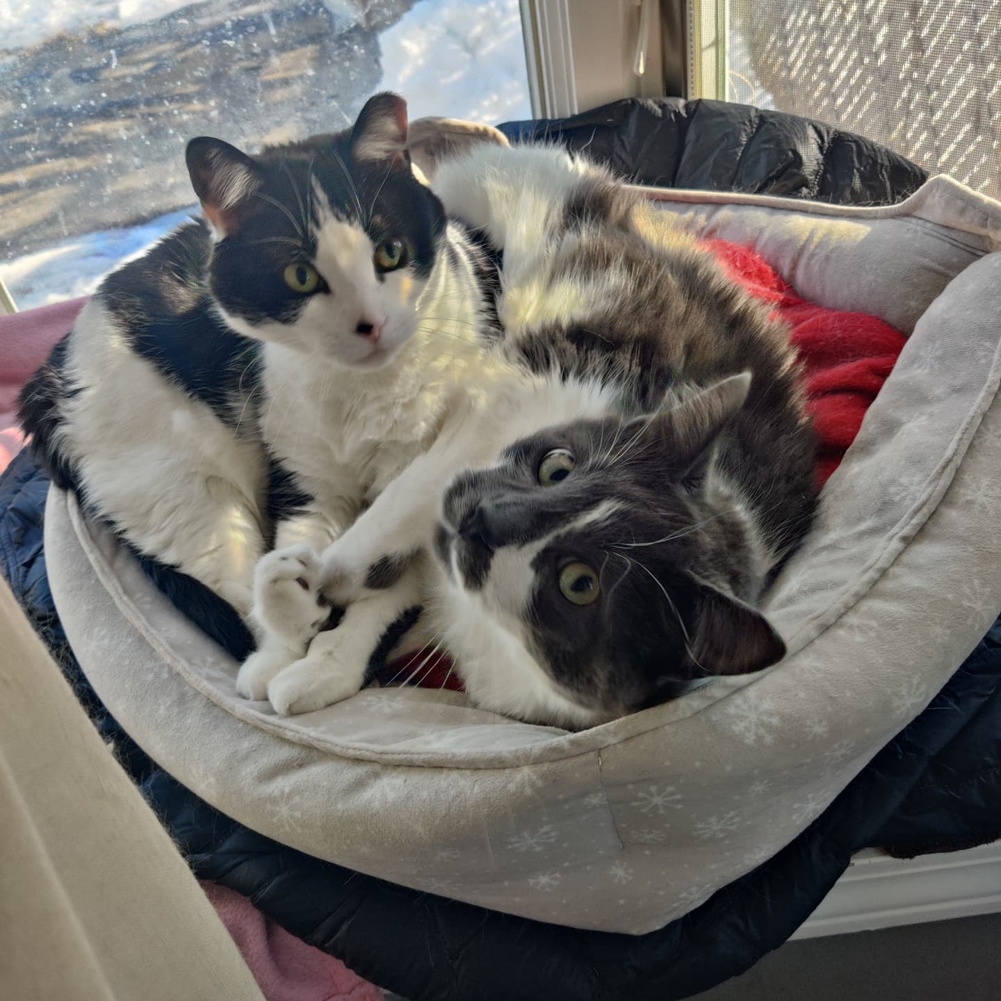 Top notch cat content. I totally screwed up my stealth and they woke up before I could get a sleeping shot. #catsofinstagram