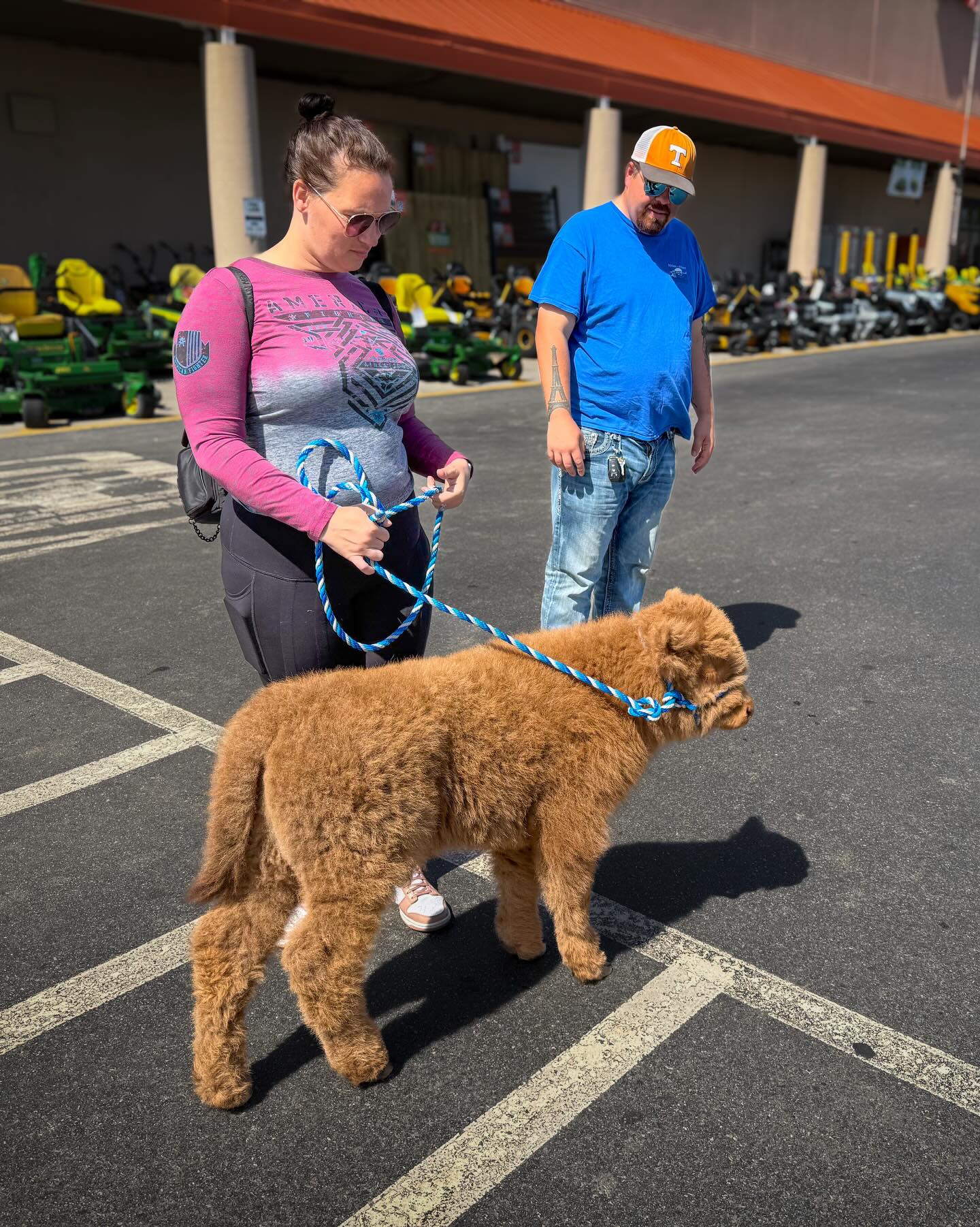 So… they brought their cow to the Home Depot. #MaryvilleTN #Coco #HomeDepot (Tennessee cap optional and unnecessary.)