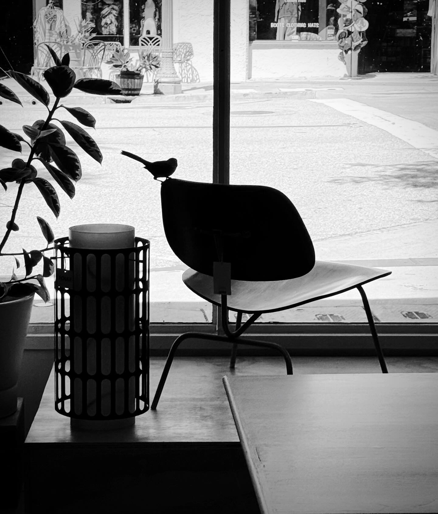 We had a little visitor with really great taste.
.
#eamesfurniture #hermanmiller #charlesandrayeames #eamesbird