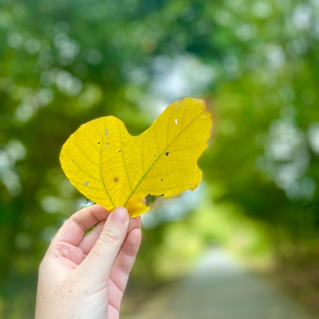 The first hints of gold, crimson and amber are appearing and that can only mean one thing...fall has officially arrived on the TBRT! 🍁🍂
#FriendsofTBRT, we'd love to see your fall foliage snapshots! Tag us and hashtag #tbrtfall 📸