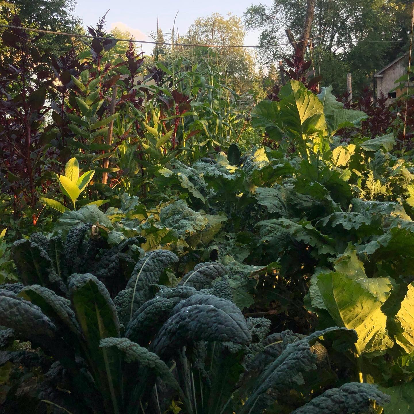 Have you ever heard of a victory garden?
Victory gardens were introduced during the world wars, planted in backyards and public spaces as a way to encourage people to grow their own food. They lifted morale at home and helped support those overseas by easing the demand on the food supply.
In today’s uncertain times, it’s easy to feel a little helpless. For me, the garden has always been an anchor, a place of hope and purpose. There’s something deeply grounding about putting your hands in the soil, about trusting in future harvests. Even science supports it, microbes in the soil can lift our mood and support our immune systems but beyond that, there’s a simple, unmatched joy in creating a meal with something you grew yourself
We’ve pretty much grown everything over the years and have built a wide range of knowledge that we love to share.
We’ve always had a deep passion for teaching and encouraging others to grow something of their own. There’s nothing quite like the experience of starting a garden and we believe it should feel accessible to everyone.
That’s why we’re so excited for our first Spring Planting Workshop!
During the workshop, we’ll walk you through how to start your own garden and seedlings using materials you likely already have at home or can easily source. Whether you’re brand new or just looking to grow more confidence and knowledge, this is a space to learn, ask questions, and get your hands in the soil.
You’ll leave with your own seeds and seedlings, along with the knowledge and confidence to keep them growing long after you’ve left the farm.
Growing a garden isn’t just about the harvest, it’s about connection, resilience, and rediscovering something we were always meant to know.
If this speaks to you, you can follow the link below and in our bio for more information and to secure your spot. If you prefer to pay with cash or Venmo, or if you have any questions, feel free to reach out.
https://www.arcadian-acres.com/product-page/spring-planting-workshop
When: Saturday May 16th from 10-11:30 am
Where: “the farm” 91 Back River Rd Bedford NH 03110
How: $60 per person
♥️🌱