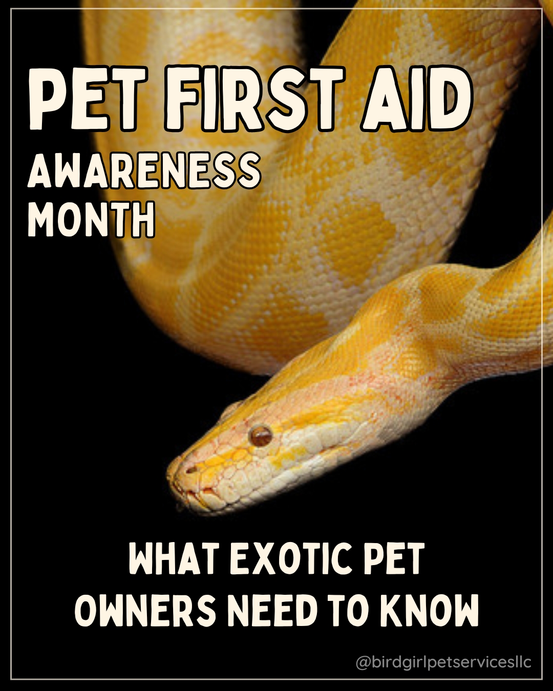 April is Pet First Aid Awareness Month. Most of the first aid advice out there is written for dogs and cats. If you have a parrot, a rabbit, or a bearded dragon, the rules are different.
Here is the reality most generic resources will not tell you.
Small mammals and birds are prey species. They are wired to mask illness and pain as a survival instinct. By the time you notice something is wrong, it is often already an emergency. That is not an exaggeration. That is how these animals are built.
Knowing what to watch for, having a plan, and knowing who to call before something happens can make the difference between a close call and a crisis.
In this month's newsletter, we are breaking it down by three common species of exotic pets - parrots, rabbits, and bearded dragons. What the warning signs actually look like, and what to do when you see them.
Newsletter link in bio.
#BirdGirlPetServices #ExoticPetCare #PetFirstAid #LongIslandPets #ExoticVet