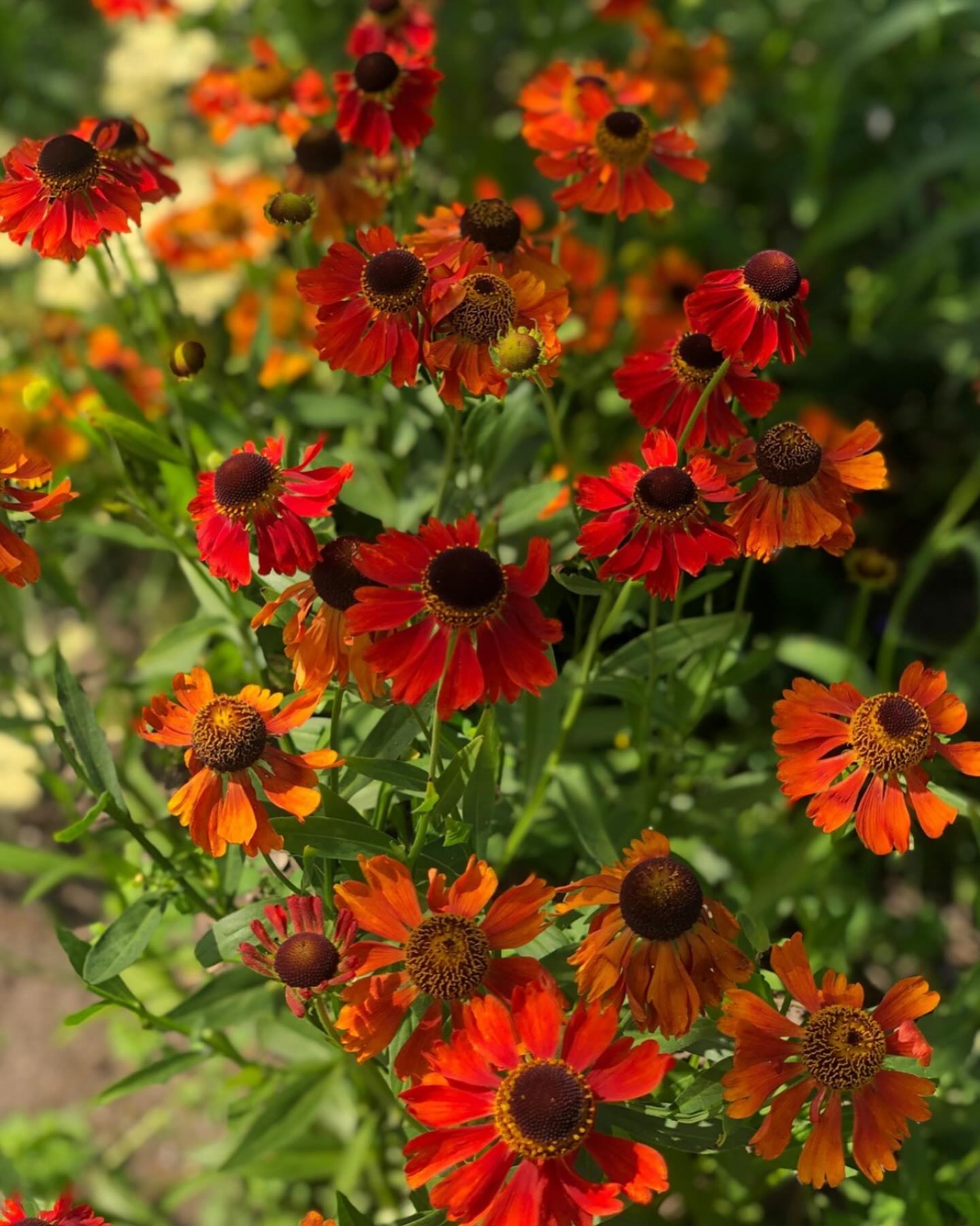 OPEN 👑 10-17u
✅ EENJARIGE ZOMERBLOEIERS Met natuurlijk Oranje Gazaaaaaaniaaaa, en heerlijk Oranje Spaanse Margrieten ! 🧡🧡🧡🧡
✅ Veel vaste planten van primair tot pastel !
✅ De mooiste heesters, buiten gekweekt afgehard, #Spirea, #Philadelphus, #Tamarix, #Virburnum opulus, #Aronia, #Sorbus en natuuurlijk mooie #ribes
✅ Geglazuurde potten!!!
✅ Biologisch gekweekte kruiden
✅ Heel veel verschillende soorten Pluimhortensia
En alles waar je groene hart sneller van gaat kloppen 💚🫶
Op de foto : Helenium ‘Moerheim Beauty’ en Geum ‘Tempest Scarlett’ beide vaste planten 🫶 (derde foto is de Gazania, eenjarig)
#koningsdaggorinchem #oranjeboven
#koningsdag #oranje #oranjeindetuin #zomerbloeiers