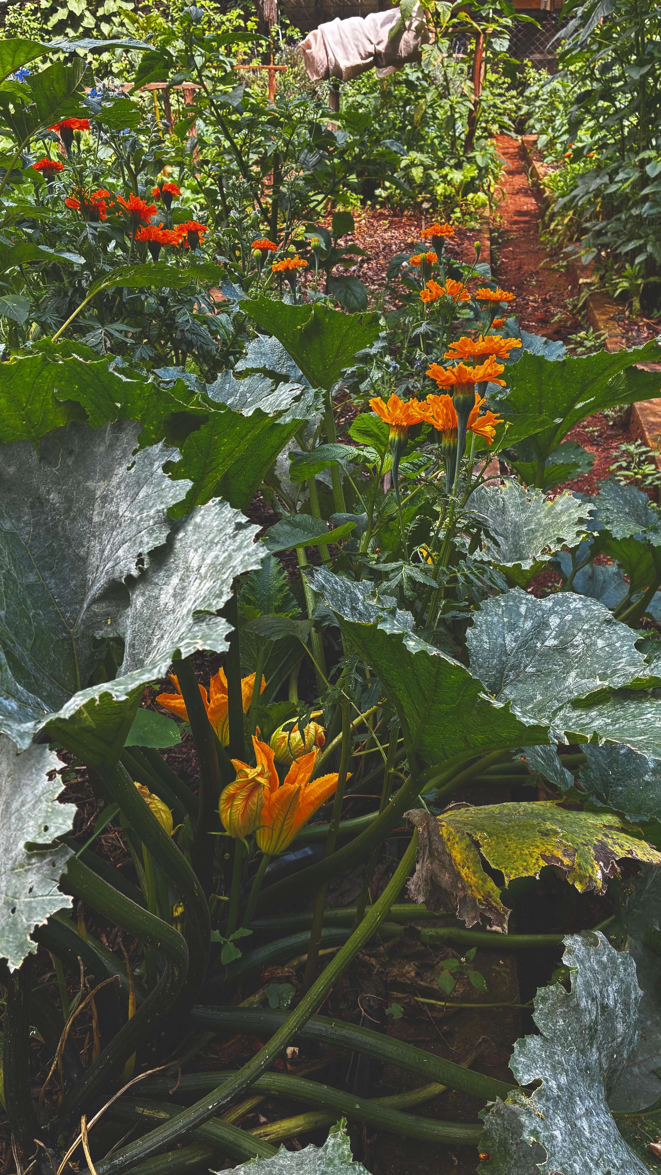 This week we’re on the ground with our client’s team, renewing and refining their existing growing spaces 🌾🪻🐝🌿
We’re developing thoughtful planting plans and pairing crop varieties to align with the seasons, setting them up for more consistent success and a wider, more resilient range of harvests.
It’s been a hands-on process: learning through practice, identifying what’s working (and what isn’t), and strengthening the systems already in place. Most importantly, we’re continuing to support and guide their gardener to build on what he has already achieved.