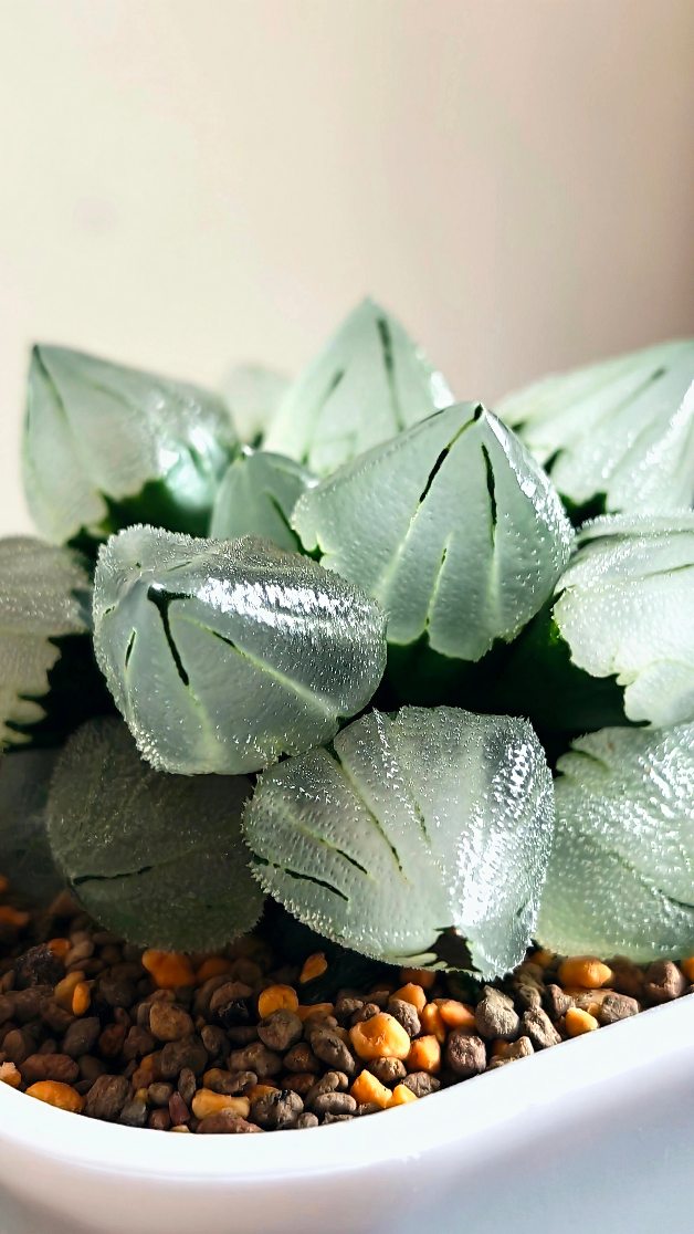 Haworthia Pygmeae 'Ice Phoenix'
#haworthiaicephoenix #ハオルチア #haworthiapygmaea #haworthiasingapore #haworthia